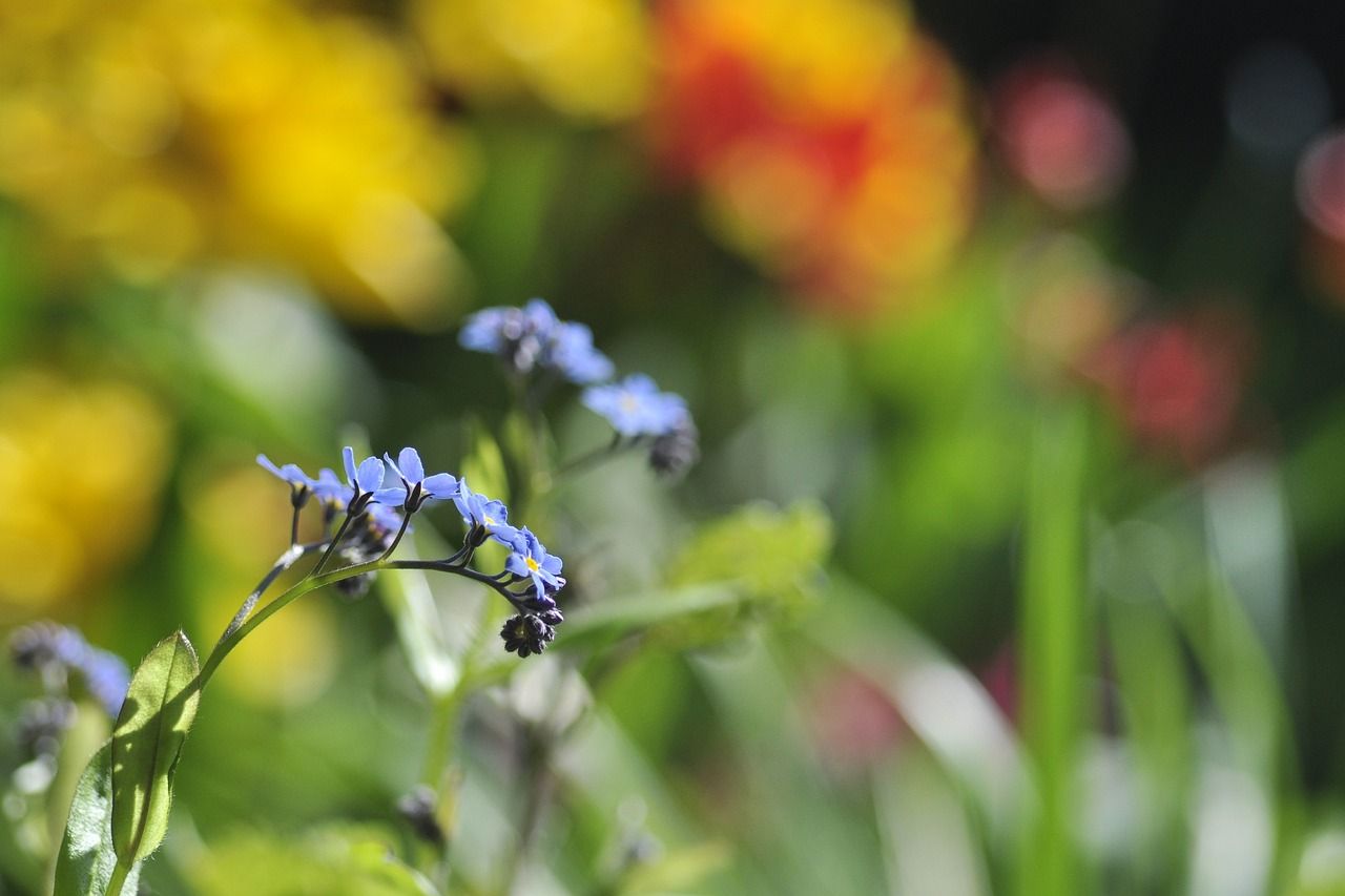 1280x853 Forget Me Not Blue Myosotis