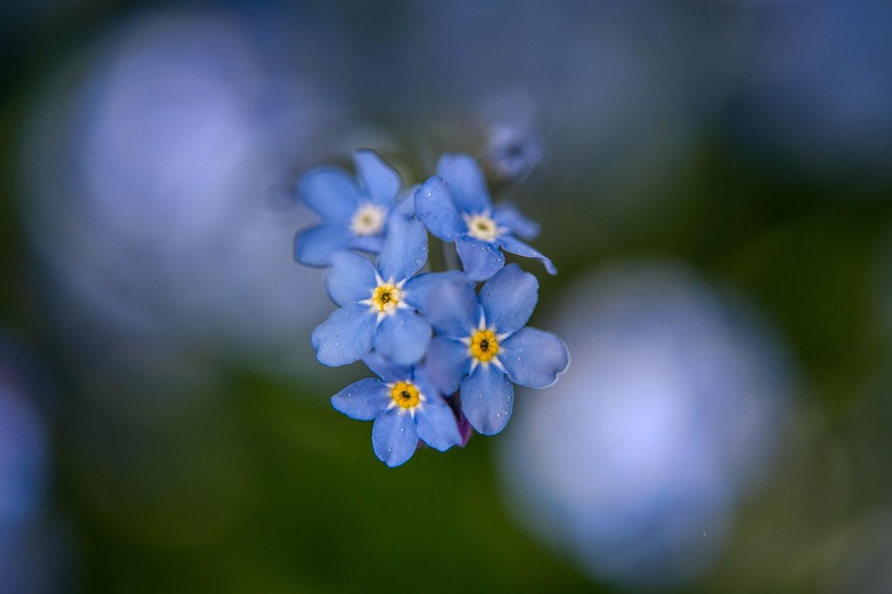 1280x853 Myosotis Forget Me Not