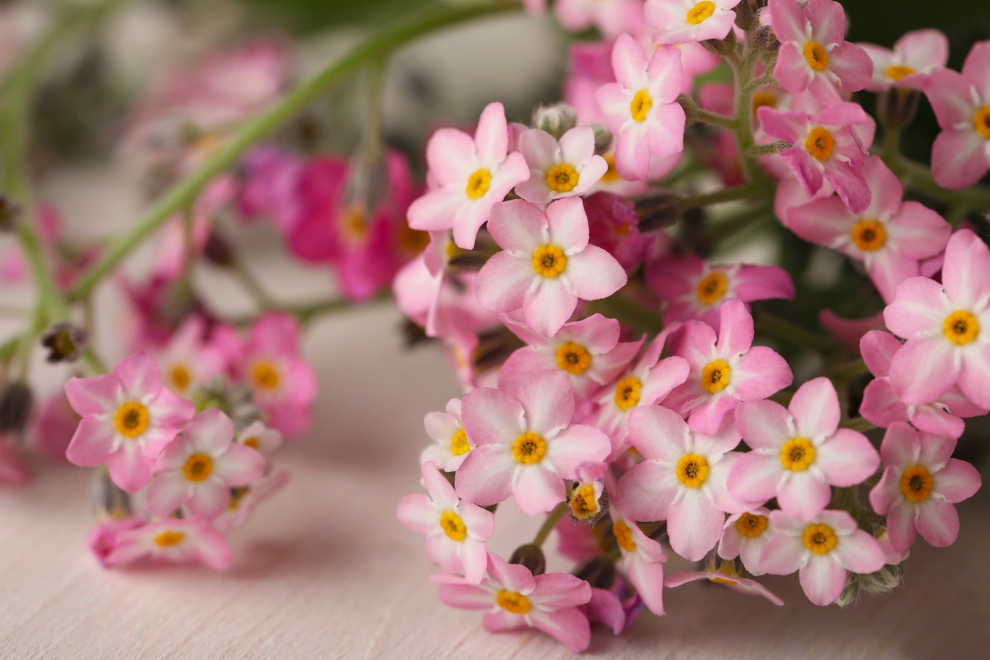 1946x1297 Victoria PINK FORGET Me NOT Myosotis Alpestris Shade or Sun Flower