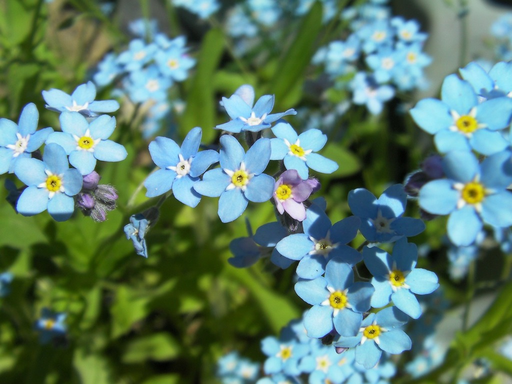 1024x768 A close up of a bunch of blue flowers. Myosotis