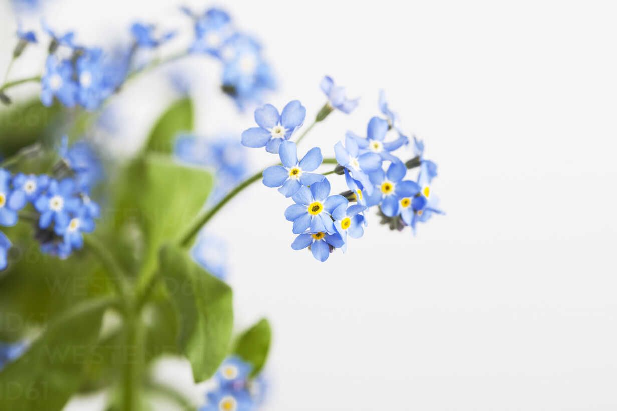 1232x821 Forget Me Not (Myosotis Sylvatica) In Front Of White Background