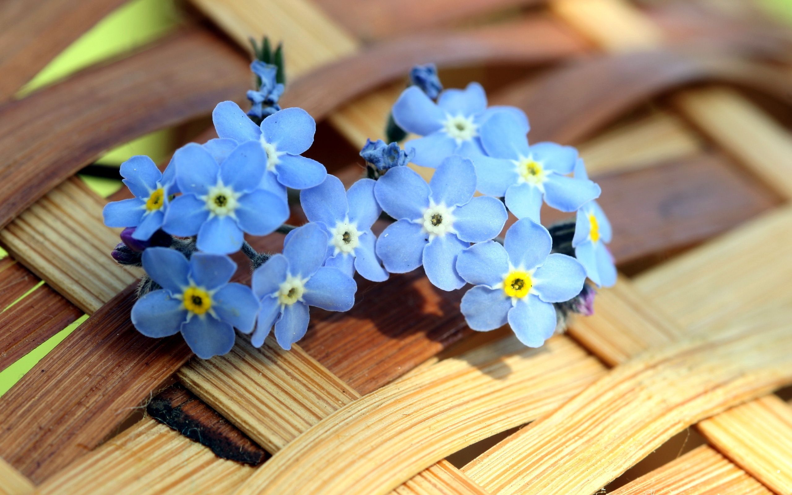 2560x1600 Desktop wallpaper: Earth, Forget Me Not, Myosotis, Flowers 4K free download for PC. 313321