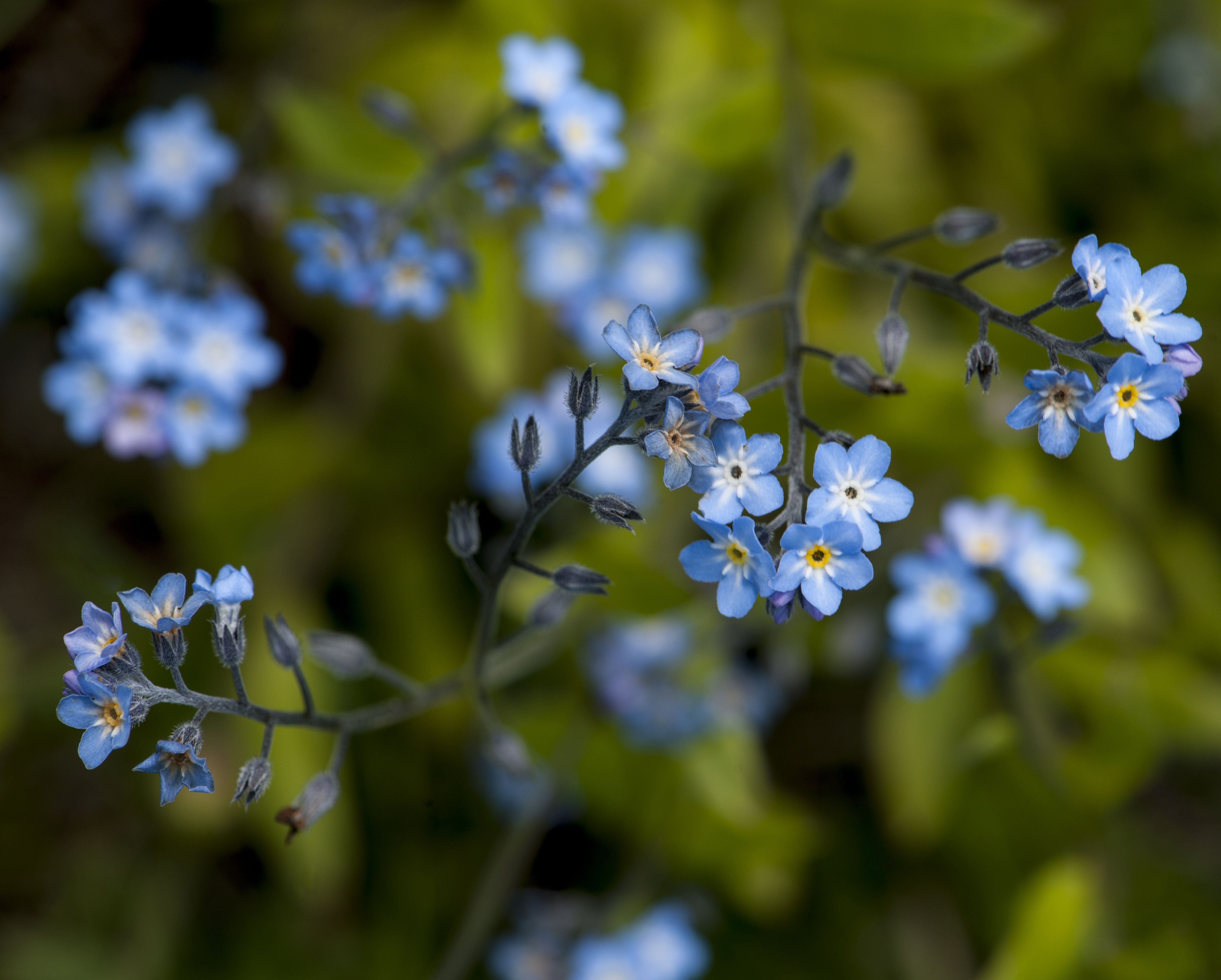 4911x3942 Fjellminneblom Myosotis