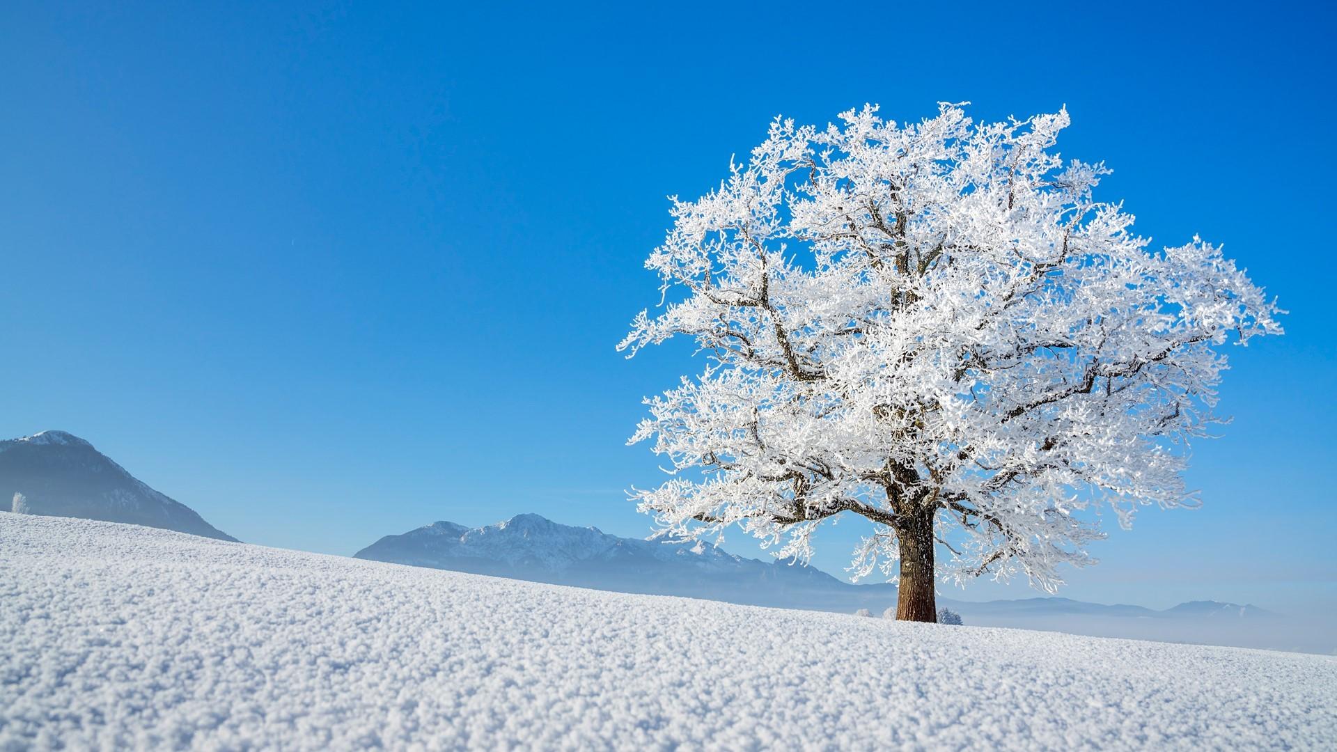 1920x1080 Winter's Majesty: HD Snow Covered Tree In Nature's Embracex1080