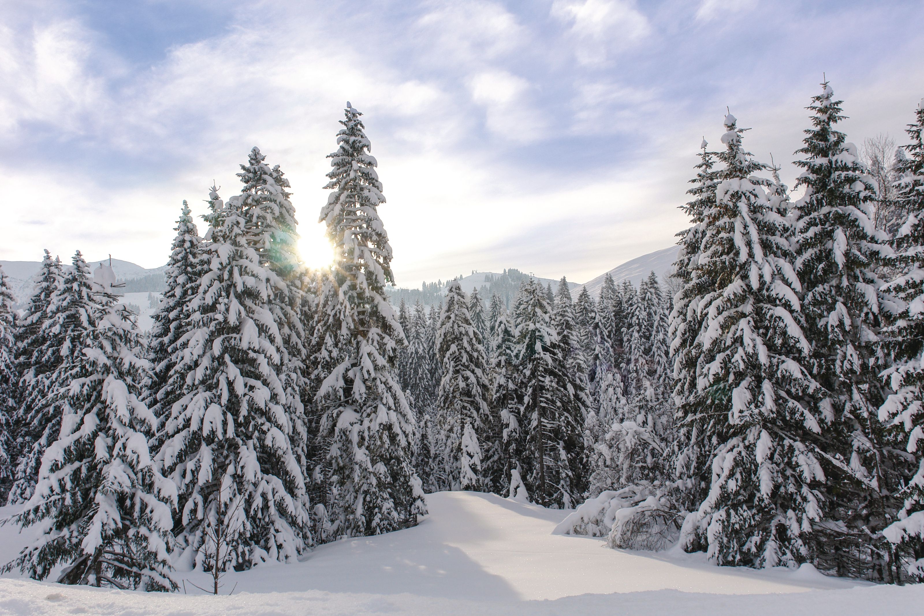 3200x2133 Snowy Alpine Trees XI Wall Mural