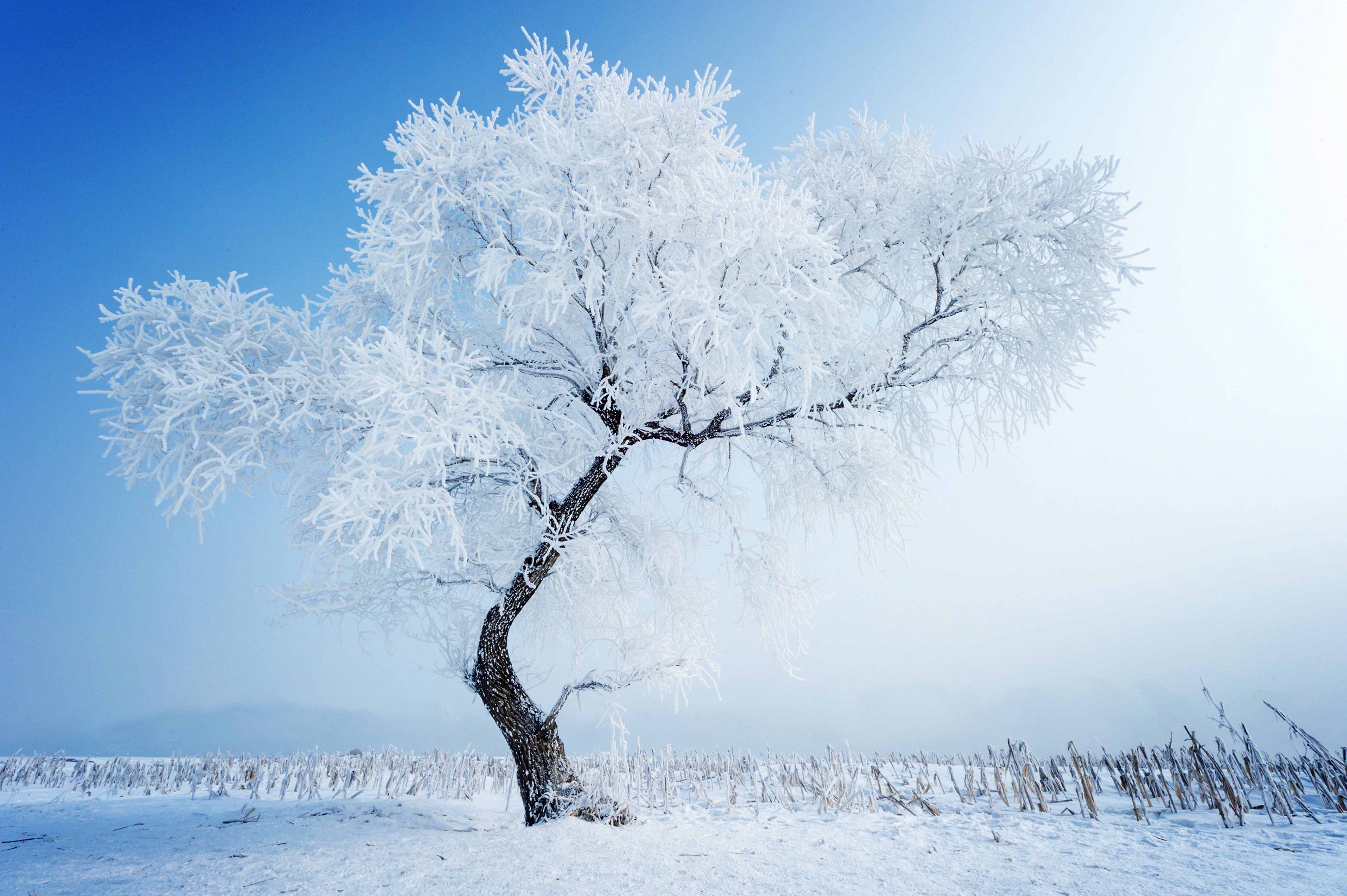 5600x3726 snow, Tree, Winter, Nature Wallpaper HD / Desktop and Mobile Background