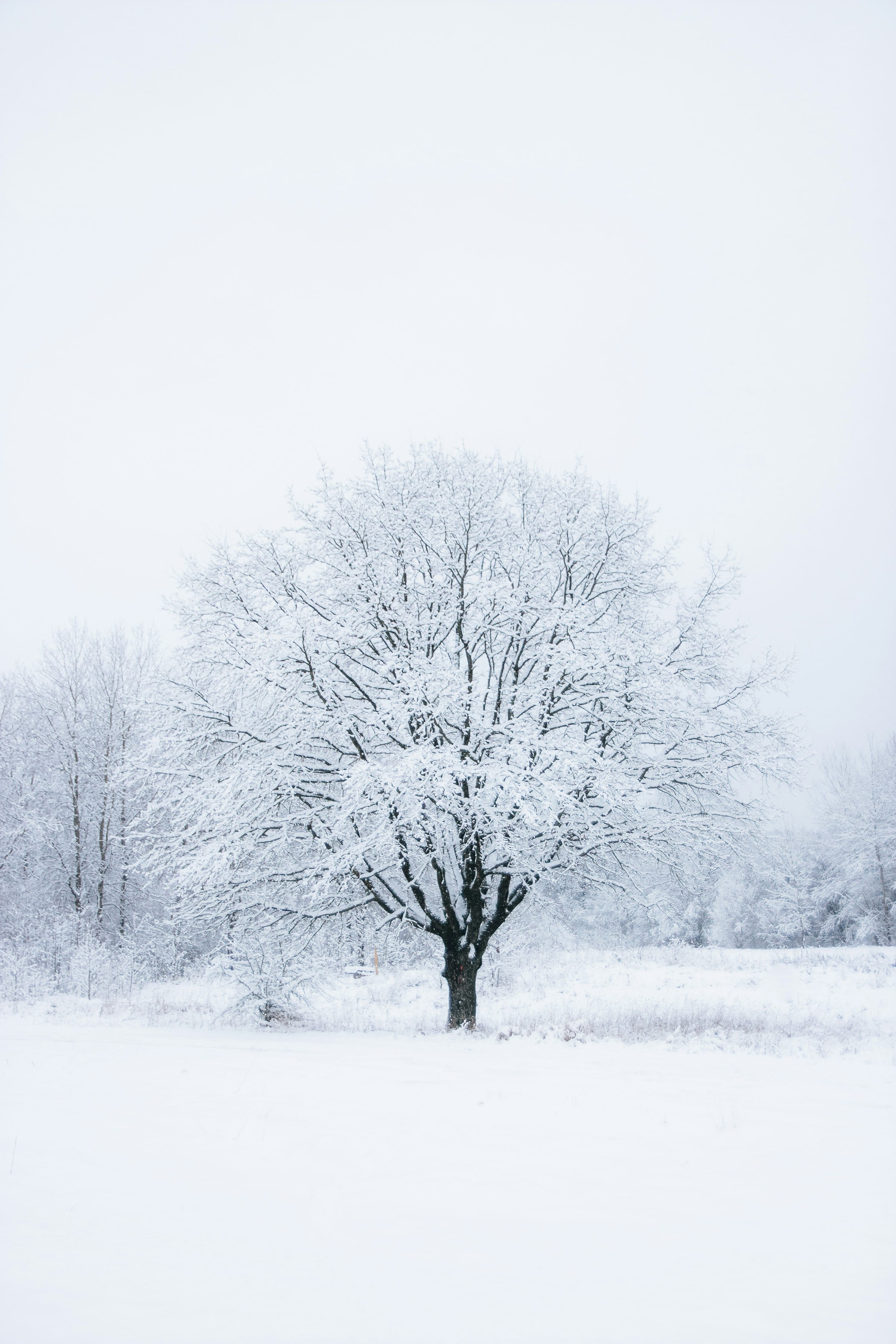 3000x4500 Snow Tree Picture. Download Free Image