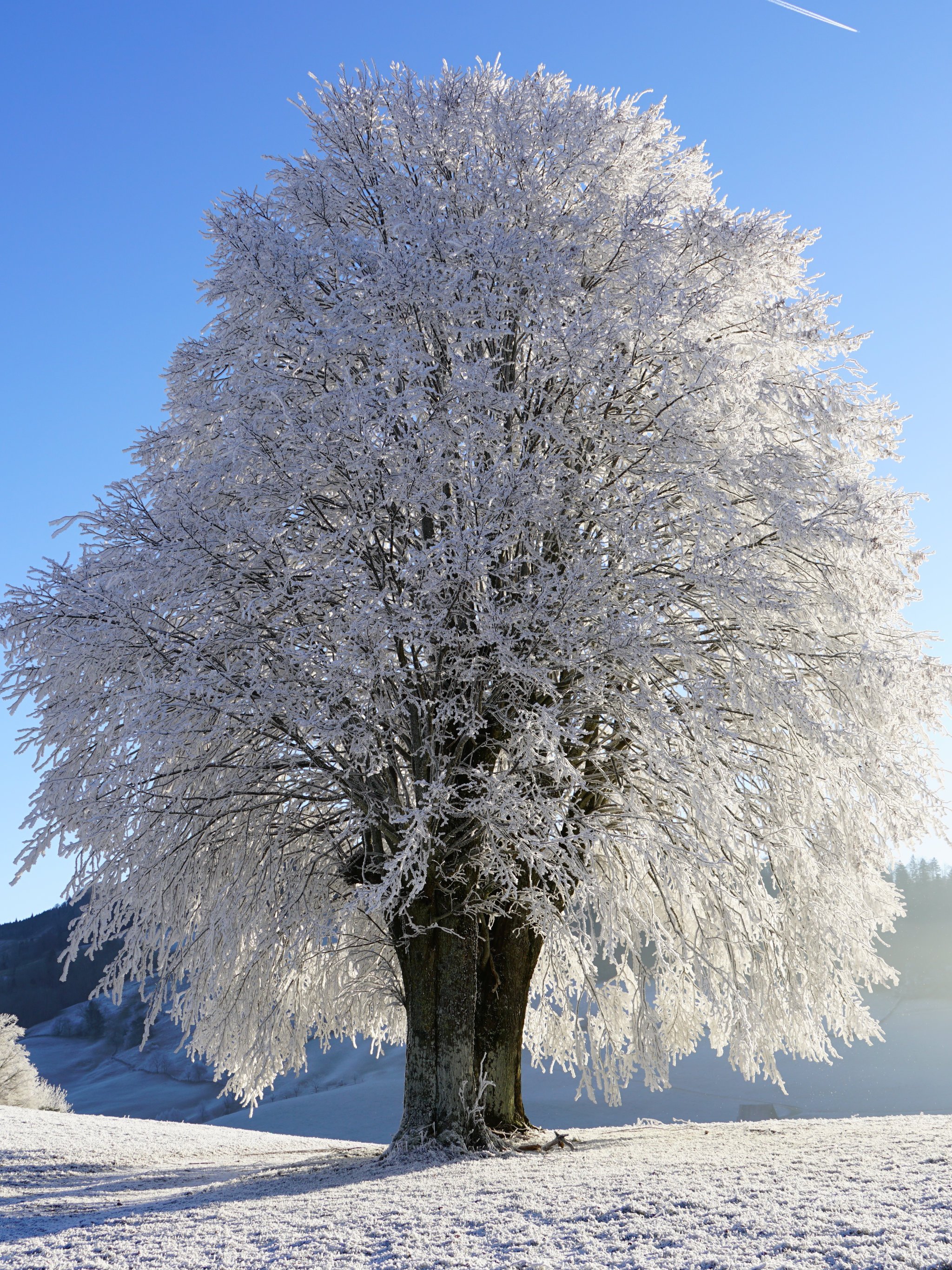 2048x2732 Tree in Snow Wallpaper, Android & Desktop Background