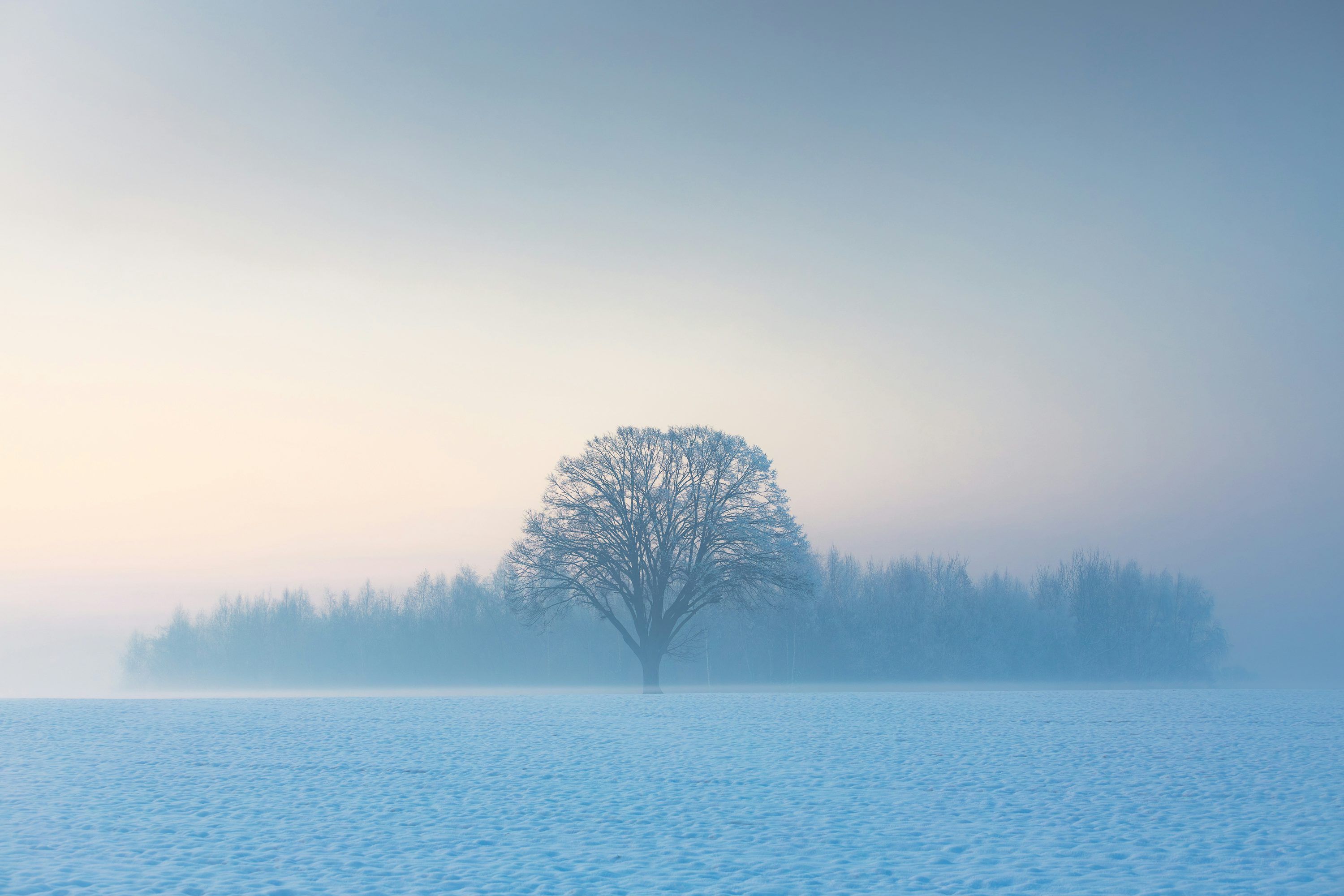 3000x2000 Solitary tree in a misty winter field at dawn
