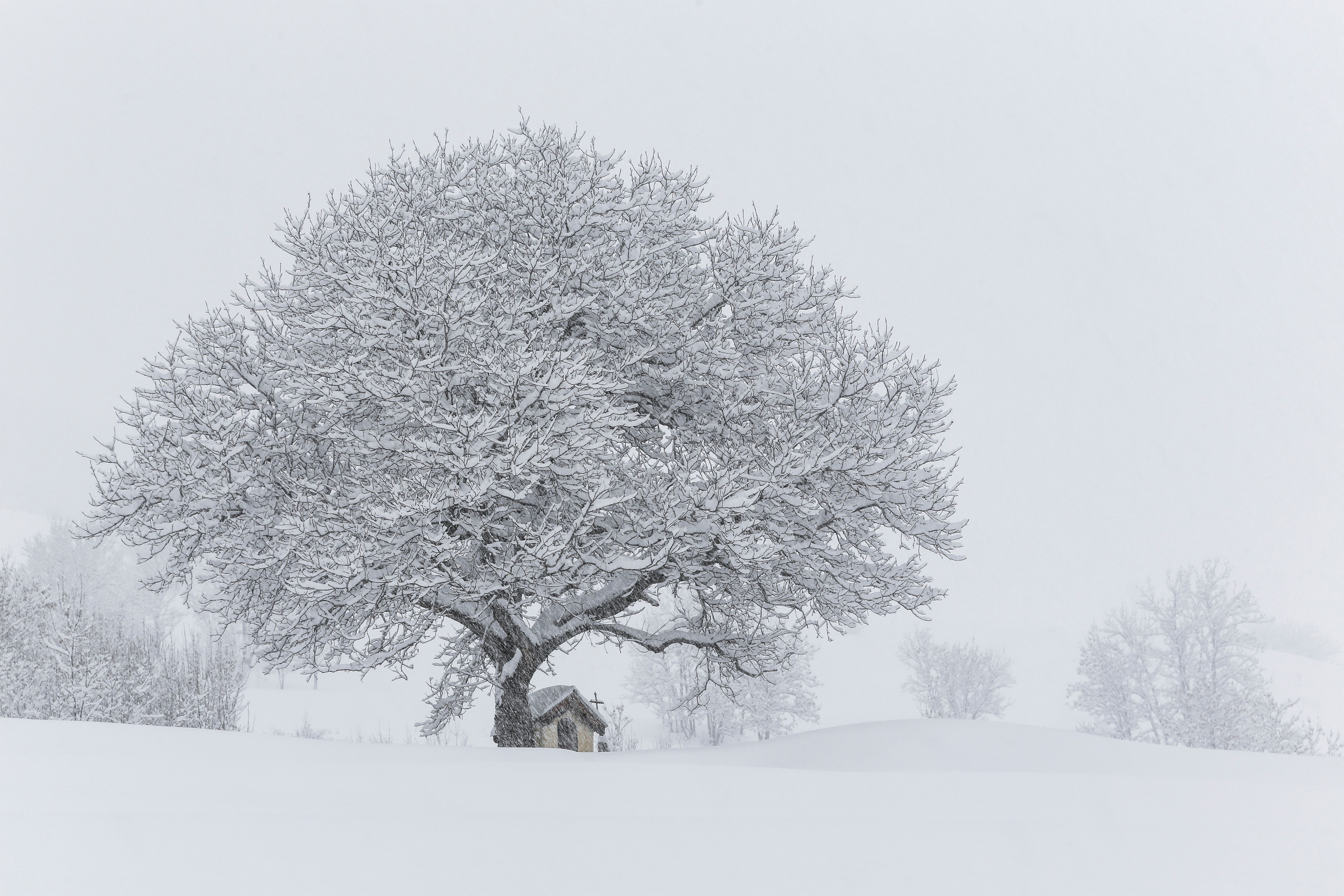 5760x3840 Snow Covered Tree In Winter Landscape · Free