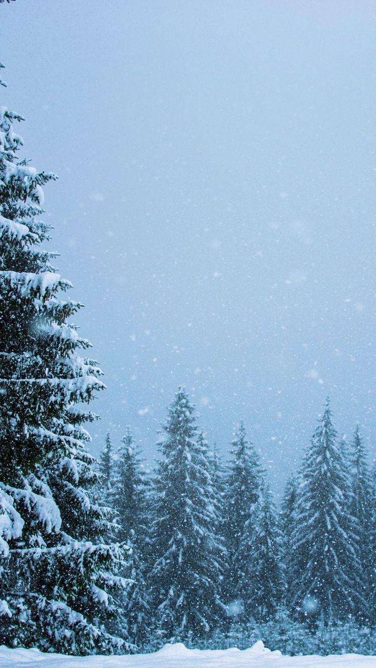736x1308 Winter Pine Trees Wallpaper