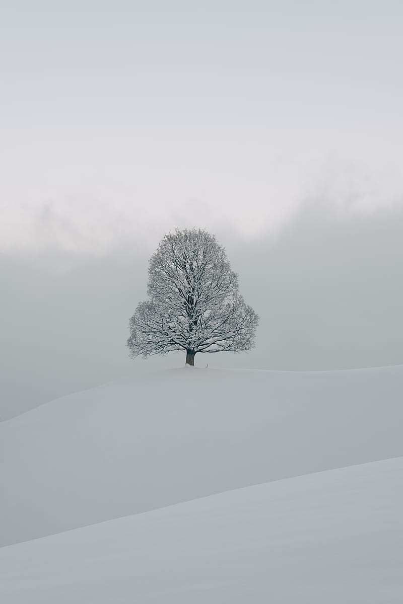 800x1200 Tree, snow, winter, nature, white, HD phone wallpaper