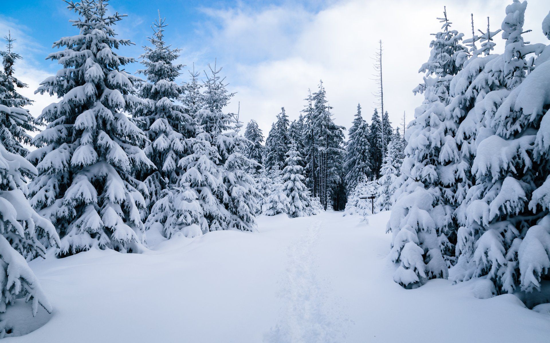 1920x1200 Download Snow Forest Tree Nature Winter 4k Ultra HD Wallpaperx3328