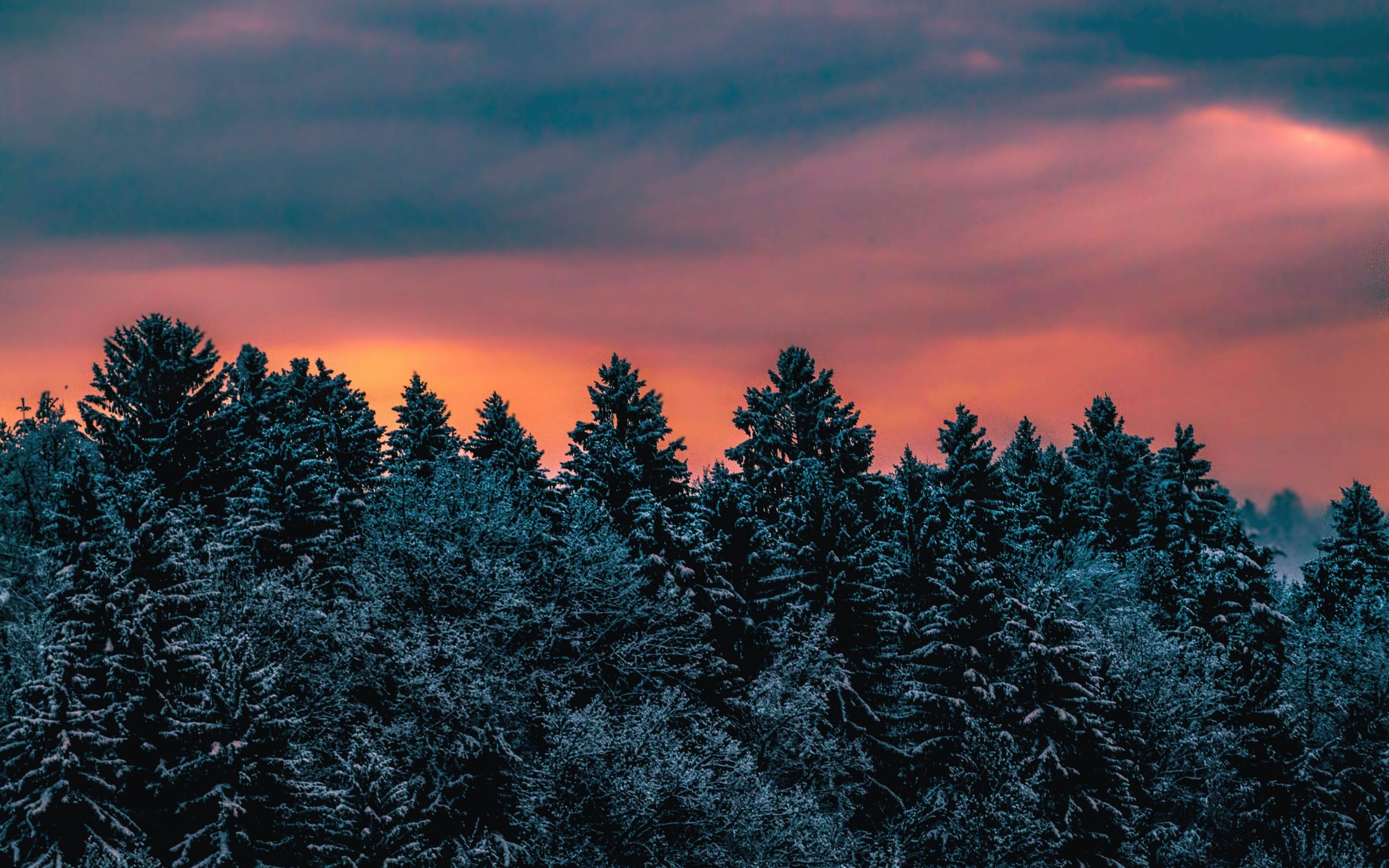 2880x1800 Winter Wallpaper 4K, Pine trees, Evening sky, Dusk