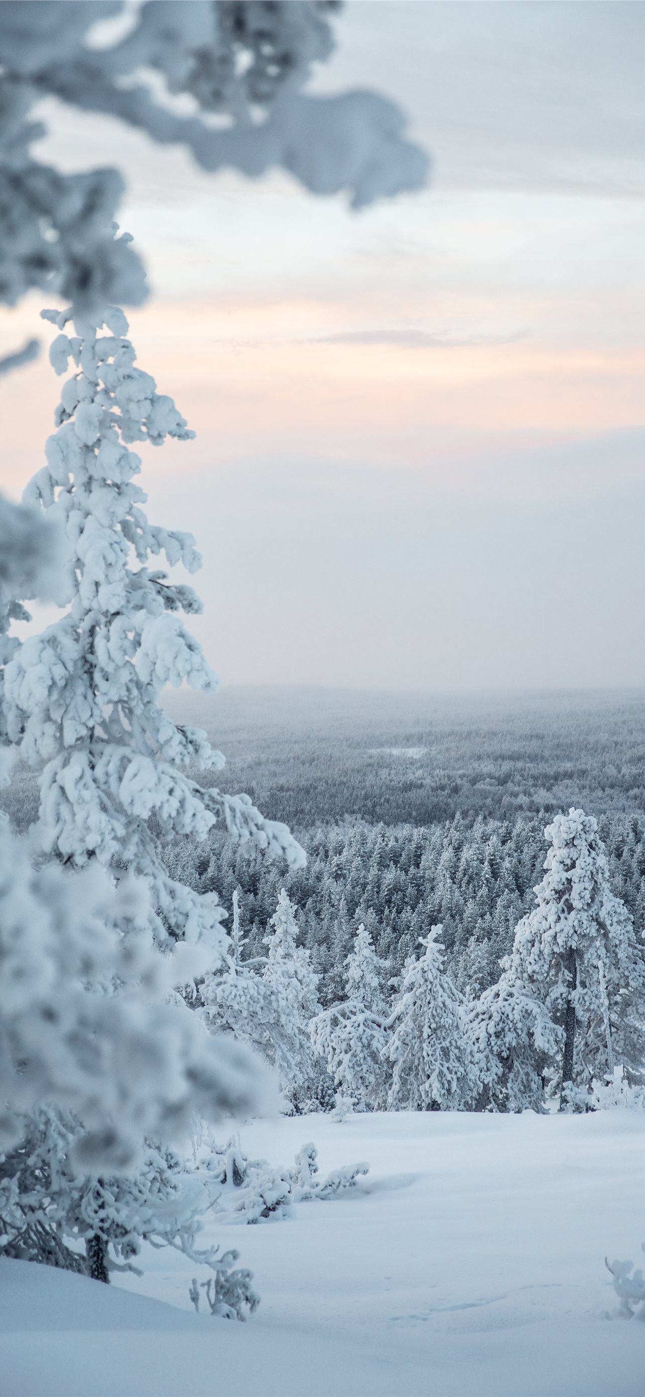 1284x2778 white snow covered tree during daytime iPhone Wallpaper Free Download