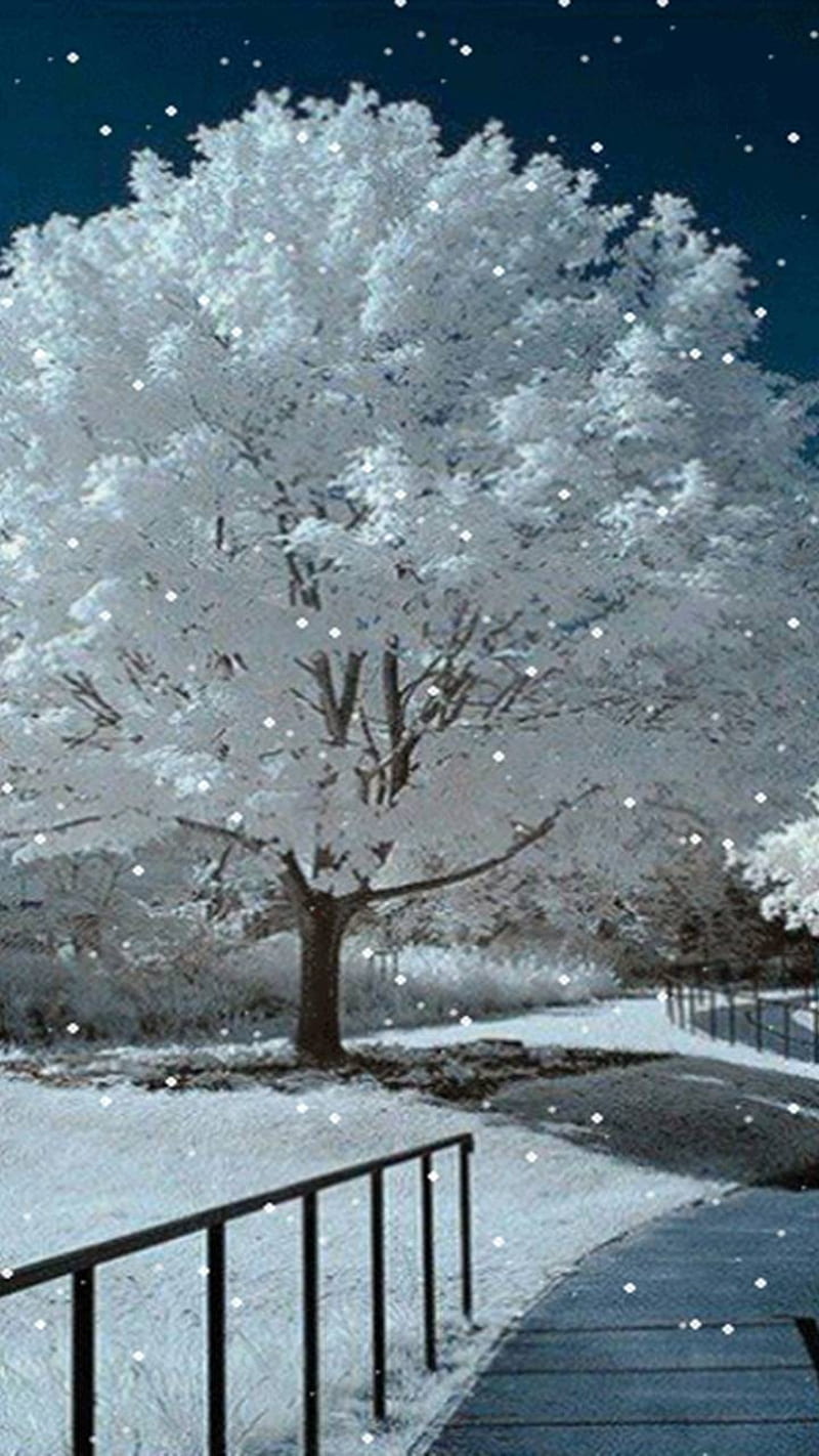 800x1422 Snow Tree, snowy day, winter, HD phone wallpaper