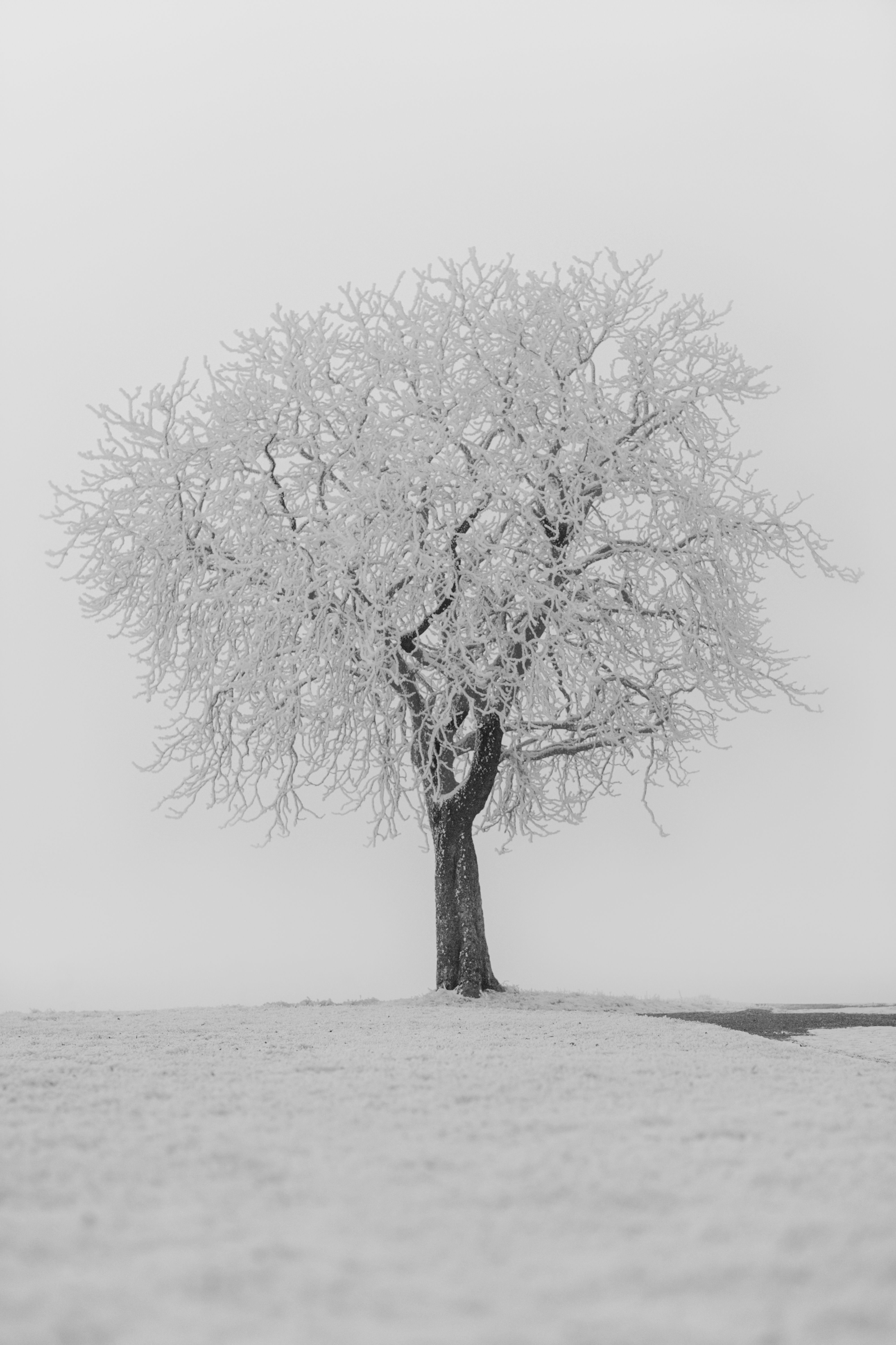 4000x6000 Single Tree in Winter · Free