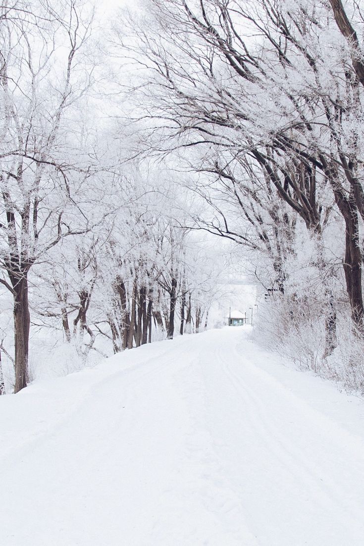 735x1102 White Winter Tree Wallpaper
