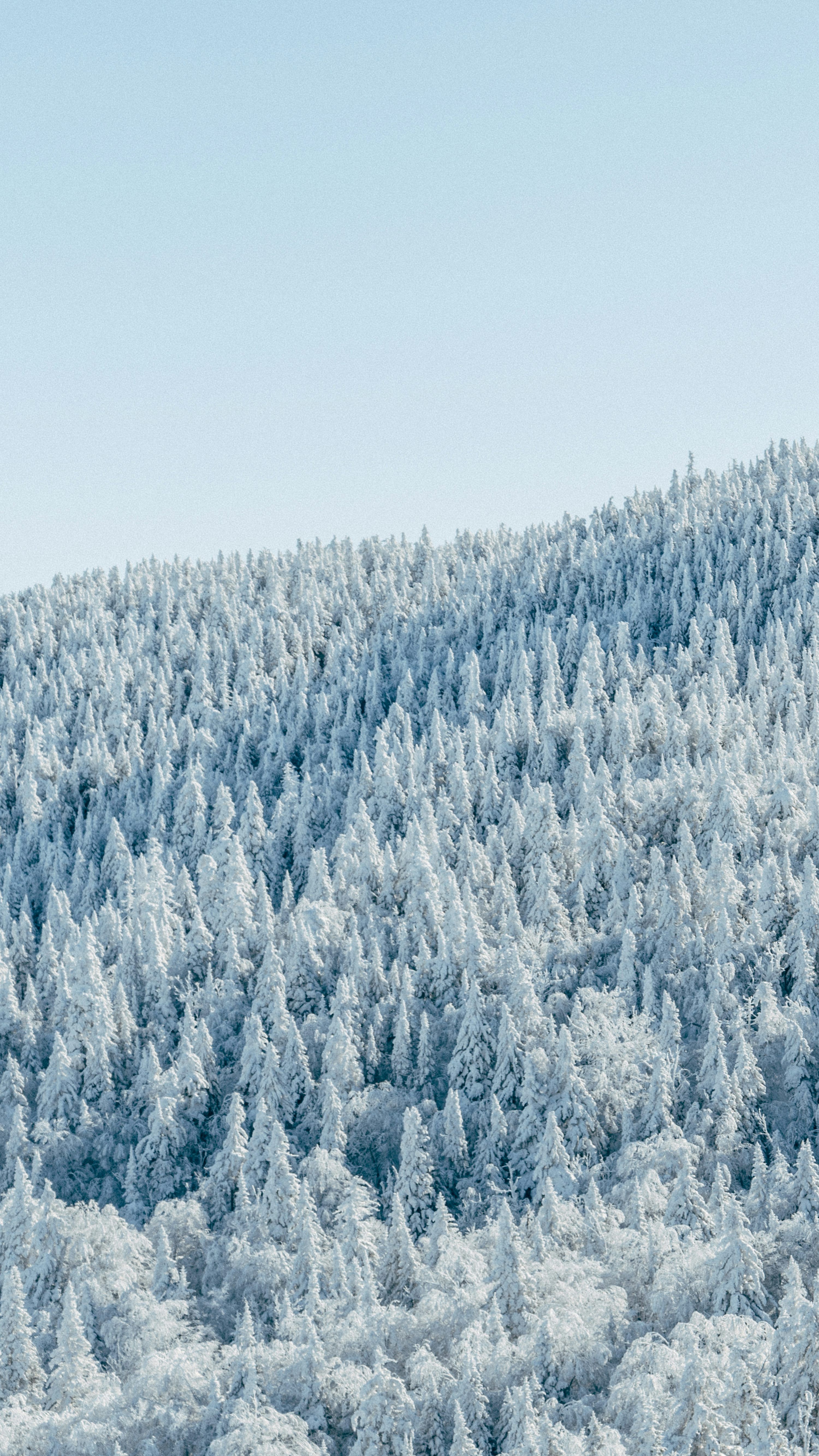 3000x5333 Winter Trees Picture. Download Free Image