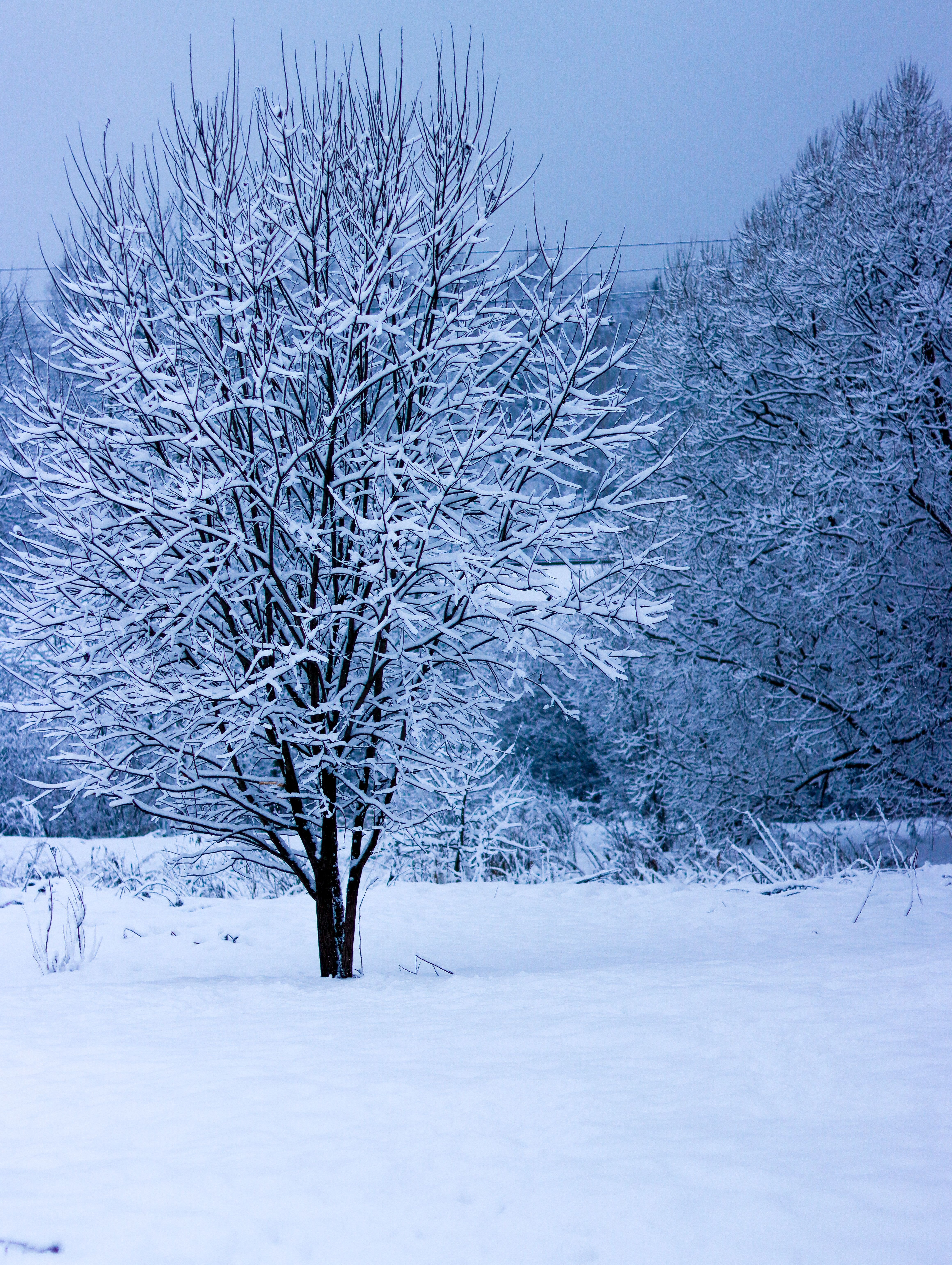 4640x6160 Tree on Field in Winter · Free
