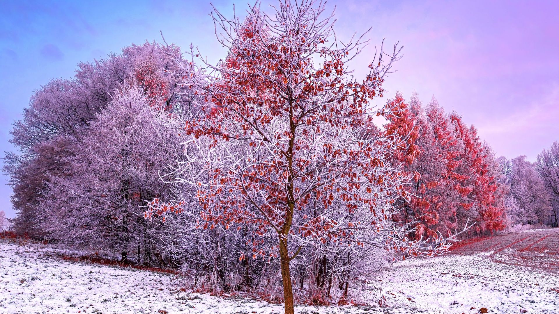 1920x1080 Winter Wallpaper 4K, Trees, 5K, Snow covered