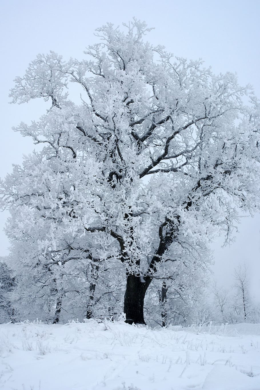 910x1367 HD wallpaper: white tree covered with snow, winter, ice crystals, cold, uppsala