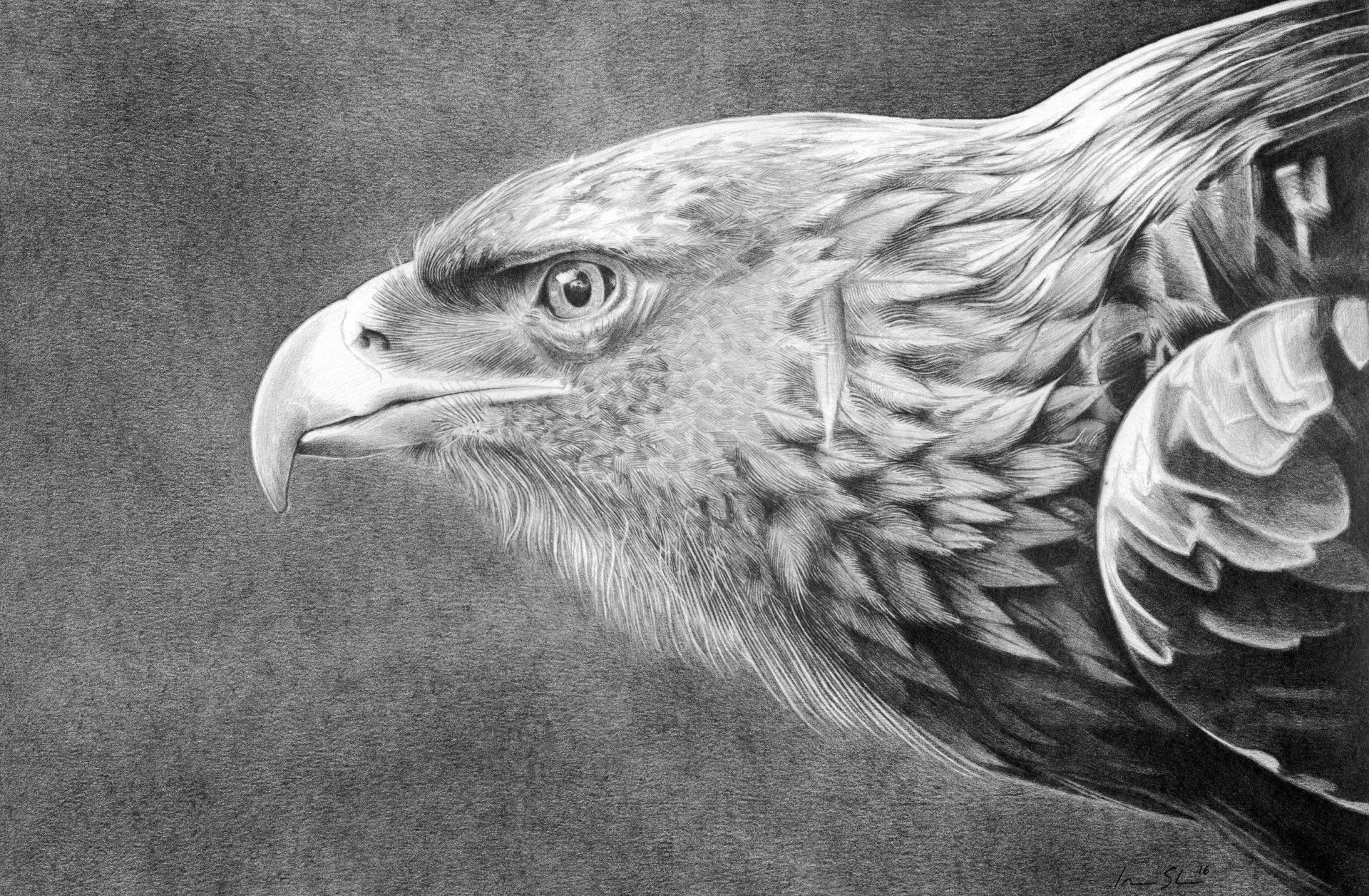 1920x1256 Majestic Golden Eagle