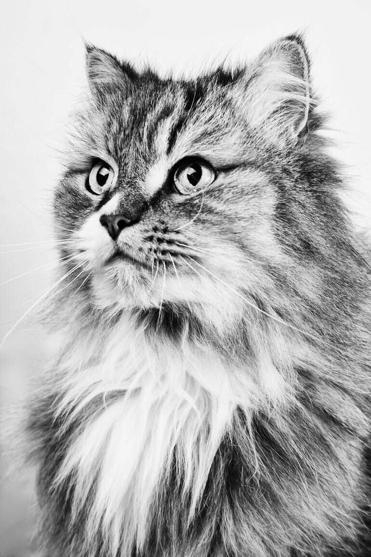 736x1104 Cat Hand Drawing. Cat Drawing Wallpaper. Cute Cat Drawing. Cat Face Drawing. Cat Coloring Book