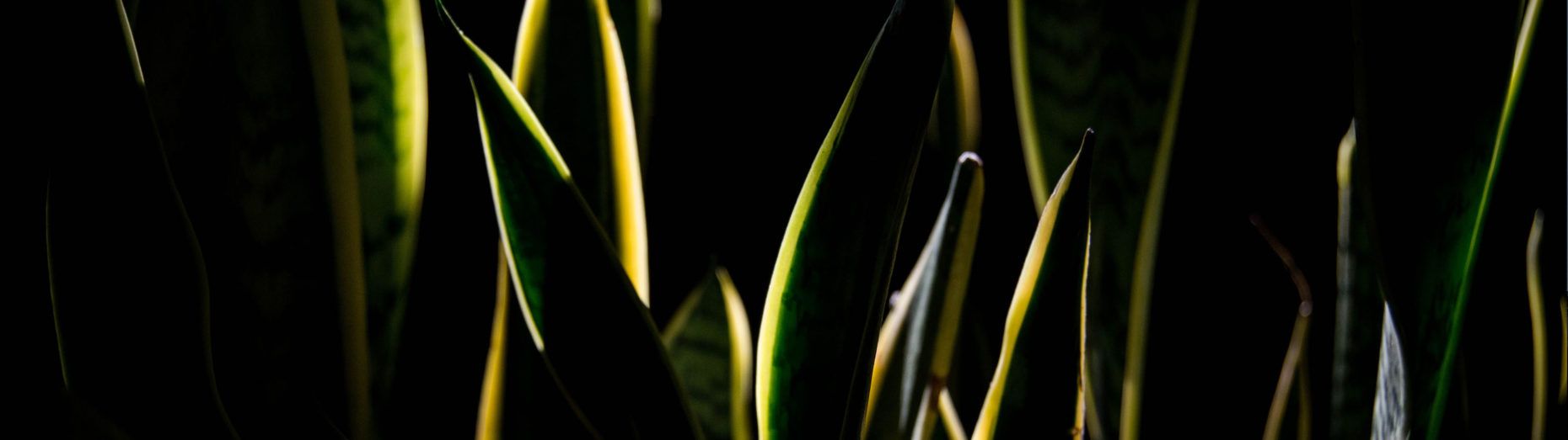 1860x523 Grass
