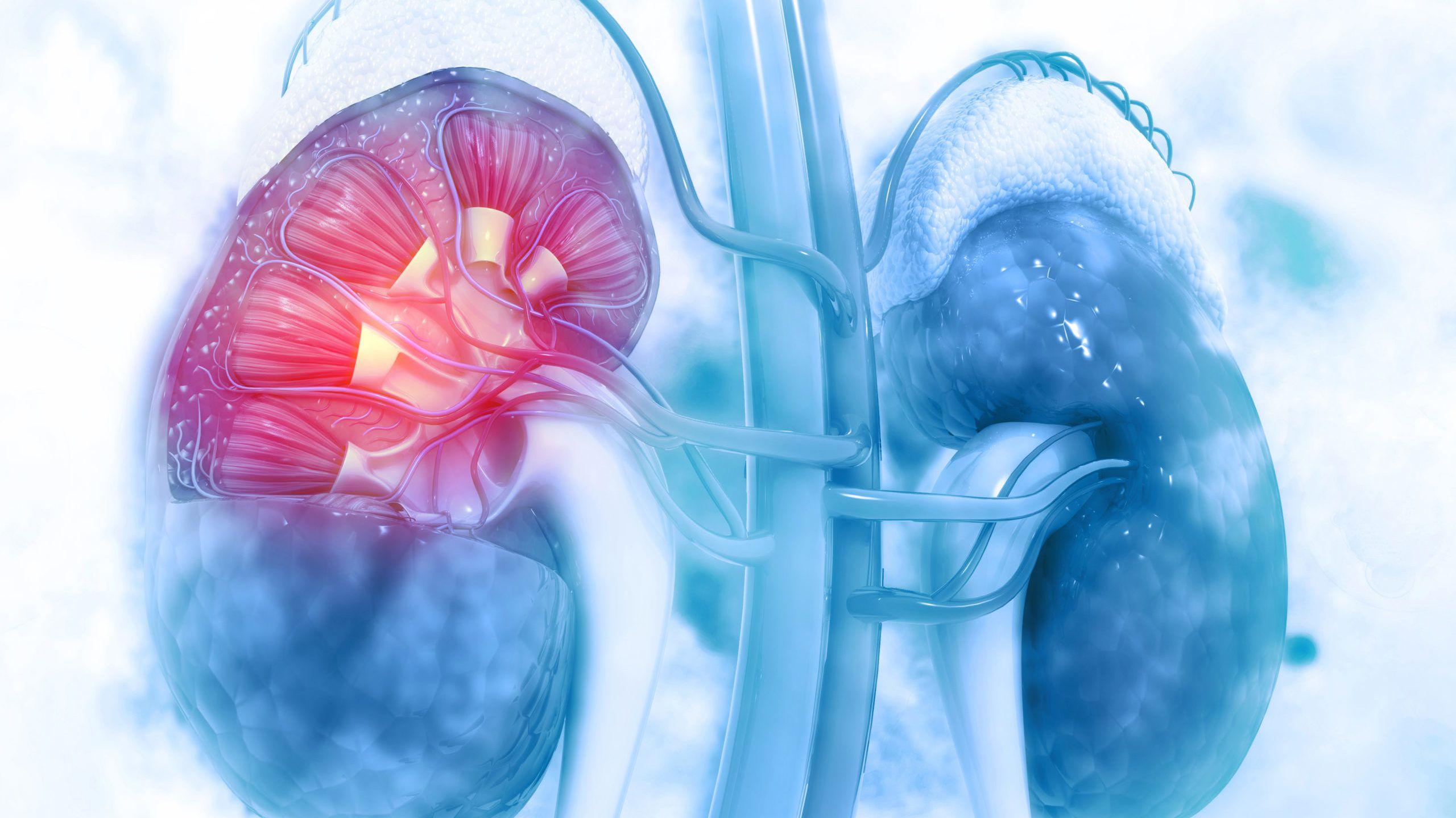 Human kidney cross section on scientific background Stock Illustration   Adobe Stock