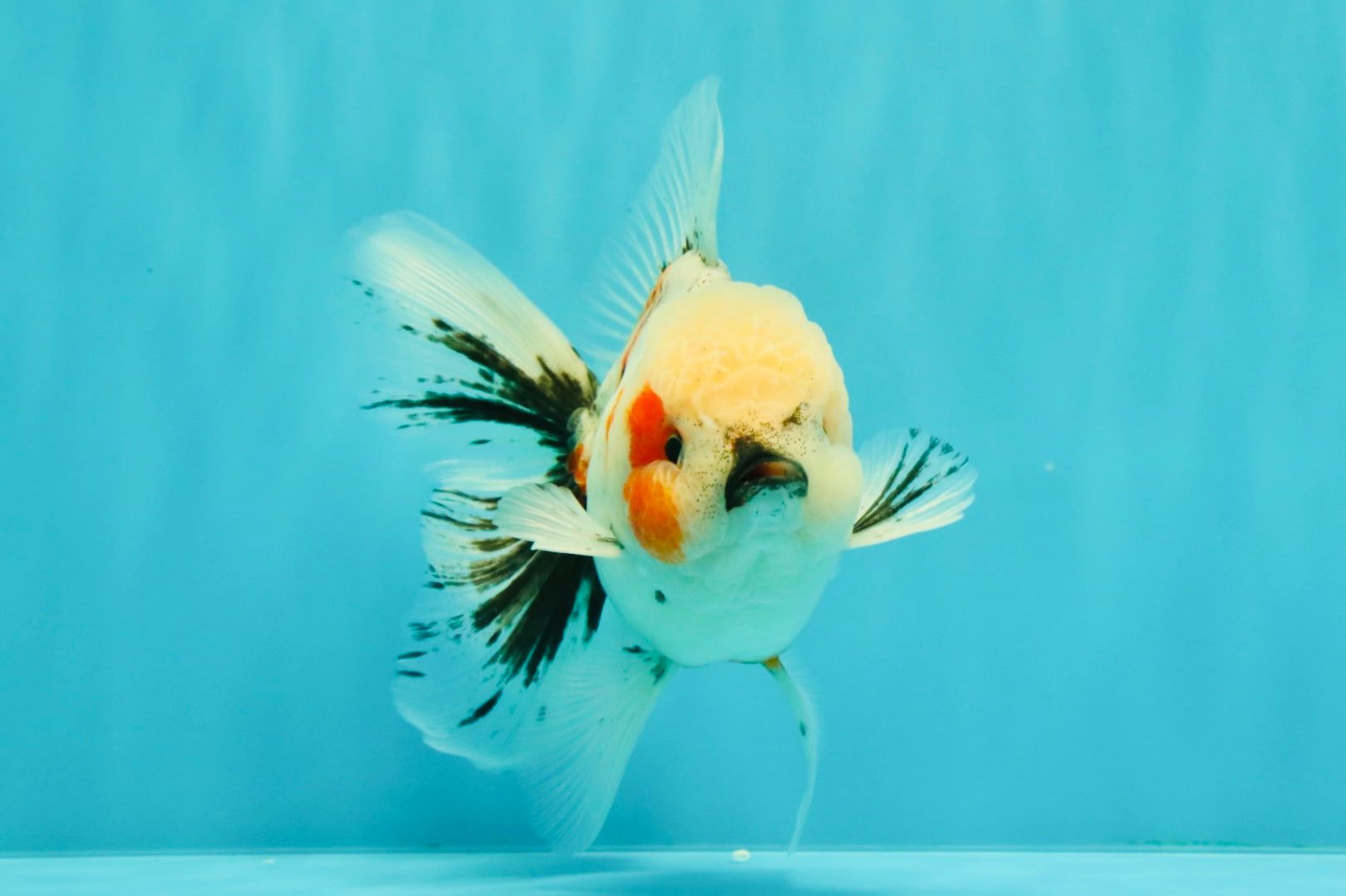 1620x1079 A Grade Marble Oranda Male 5 5.5 Inches OR_24