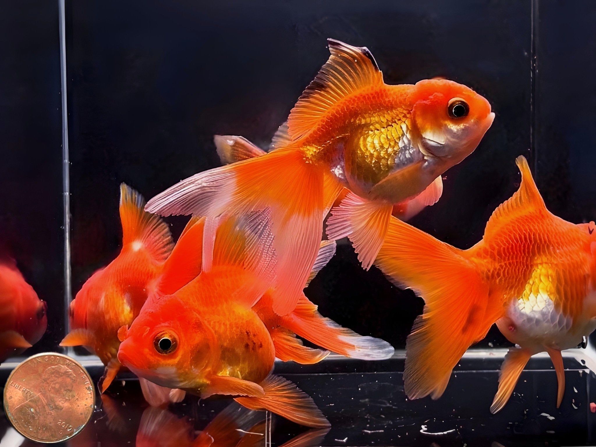 2048x1536 Red Thailand Oranda Goldfish.75 3.25