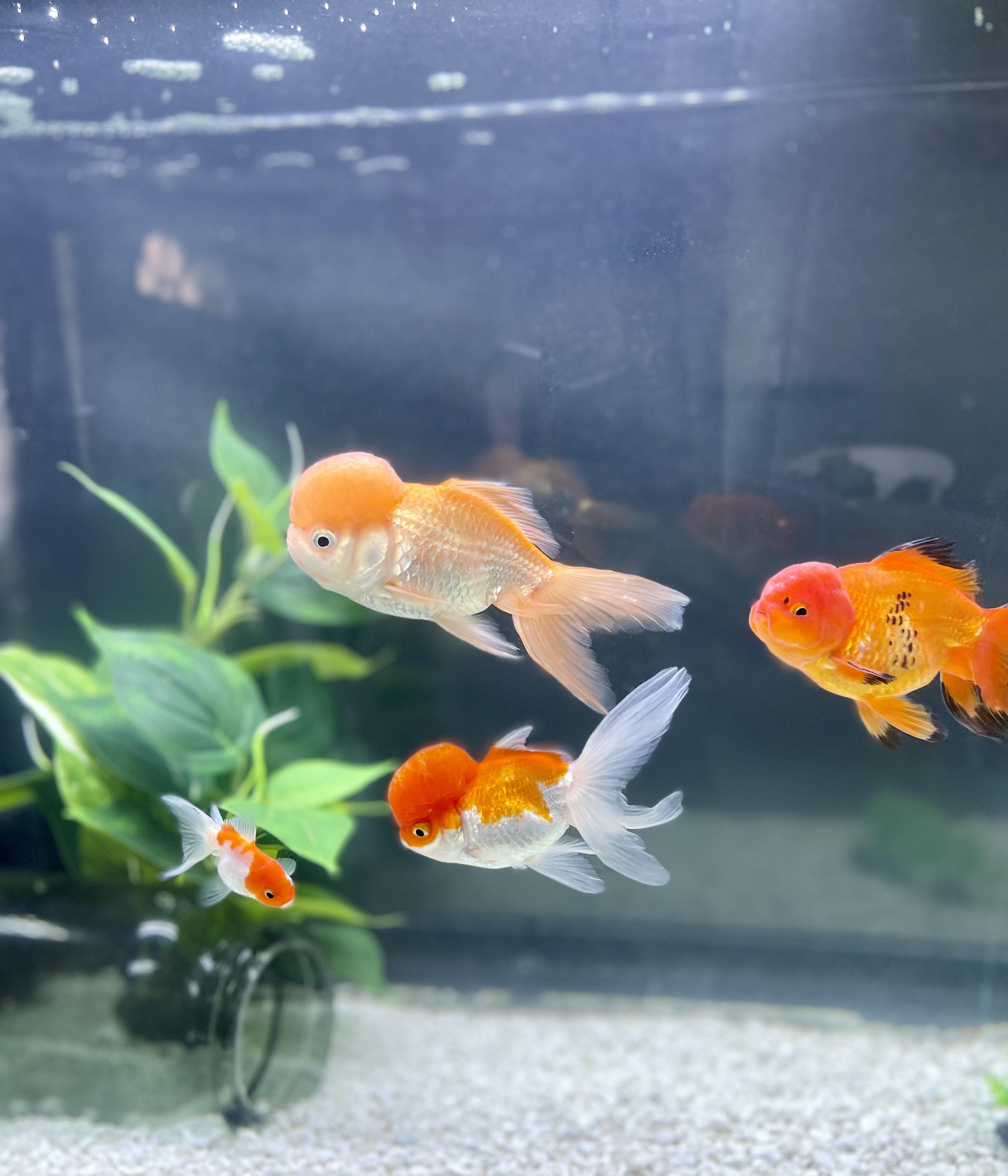 3021x3525 Oranda colors