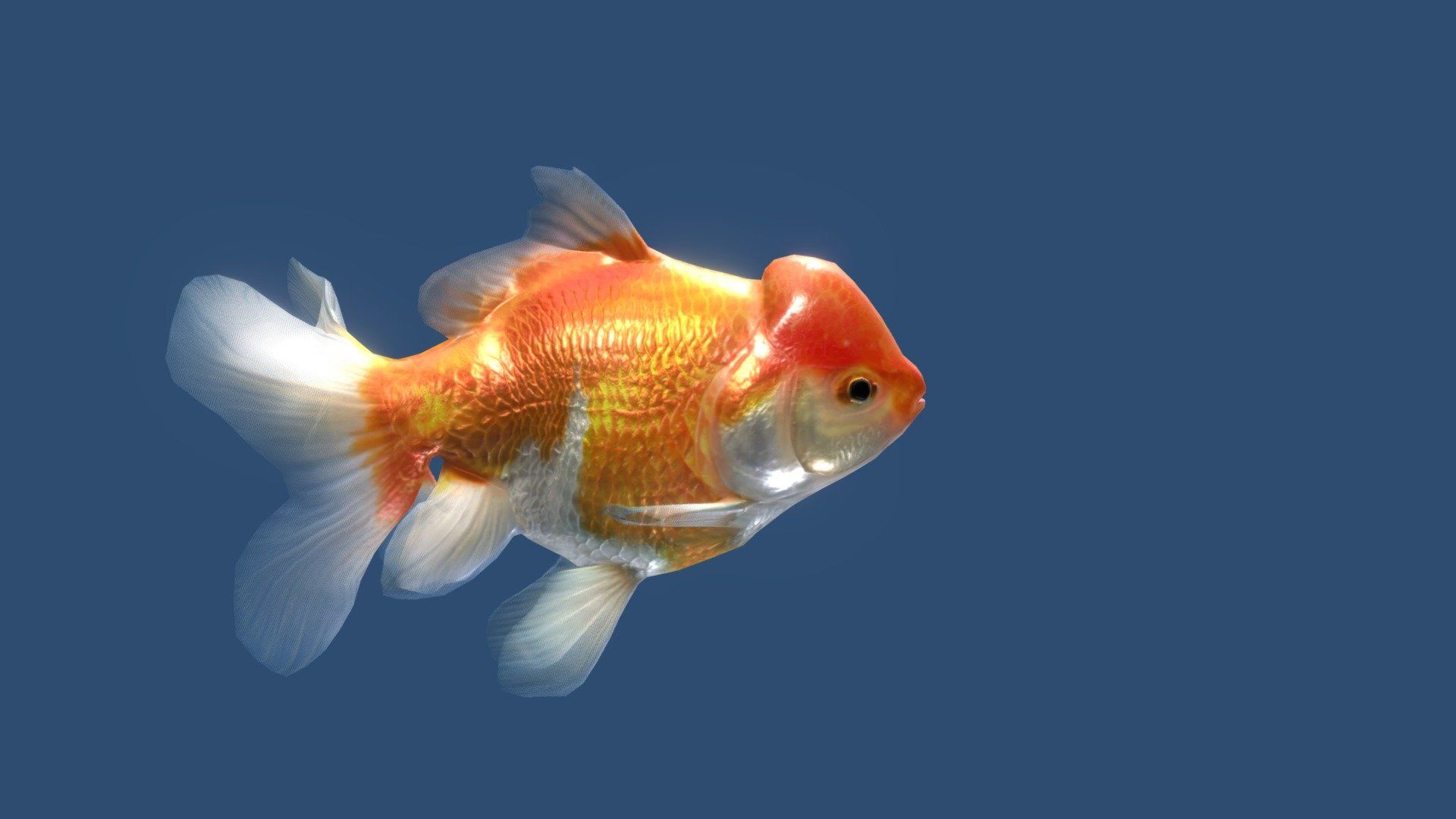 1920x1080 Animated Lowpoly Oranda Goldfish model by Cassana XR [88175ff]