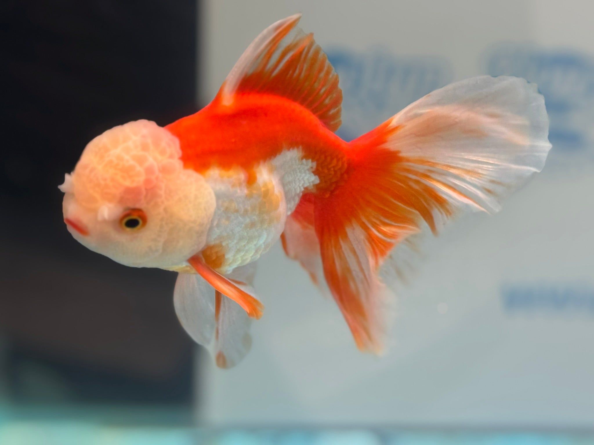 2048x1536 Oranda 14cm OR6 (Fish In Photo) Pets Pets £100.00