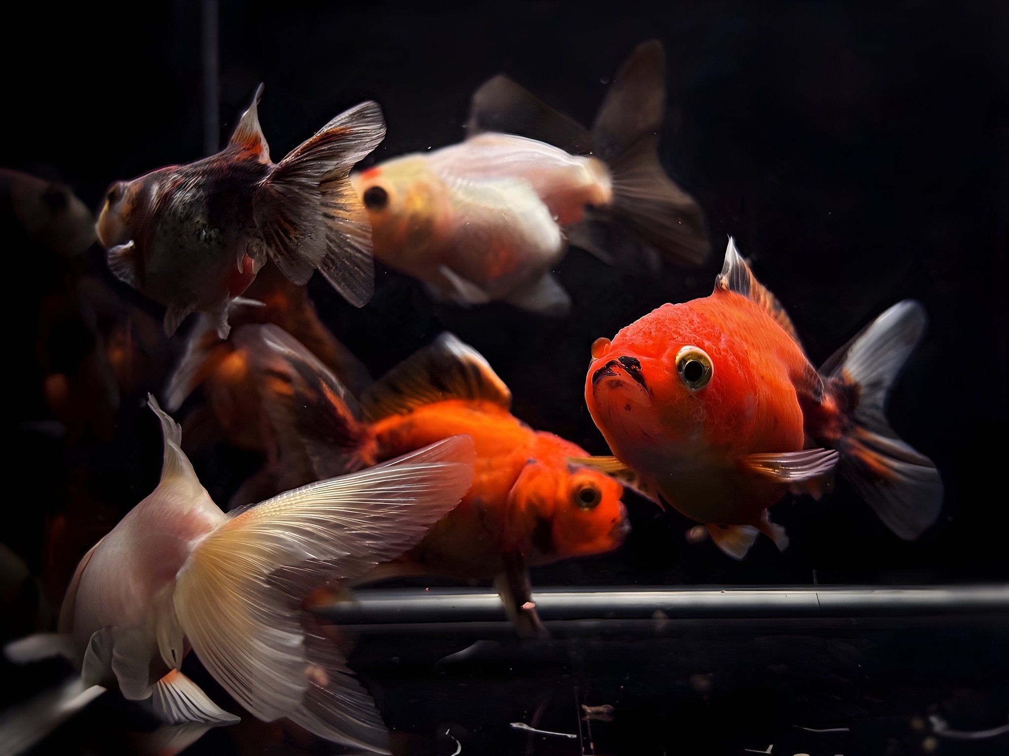 2048x1536 Assorted Thailand Oranda Goldfish 2.5