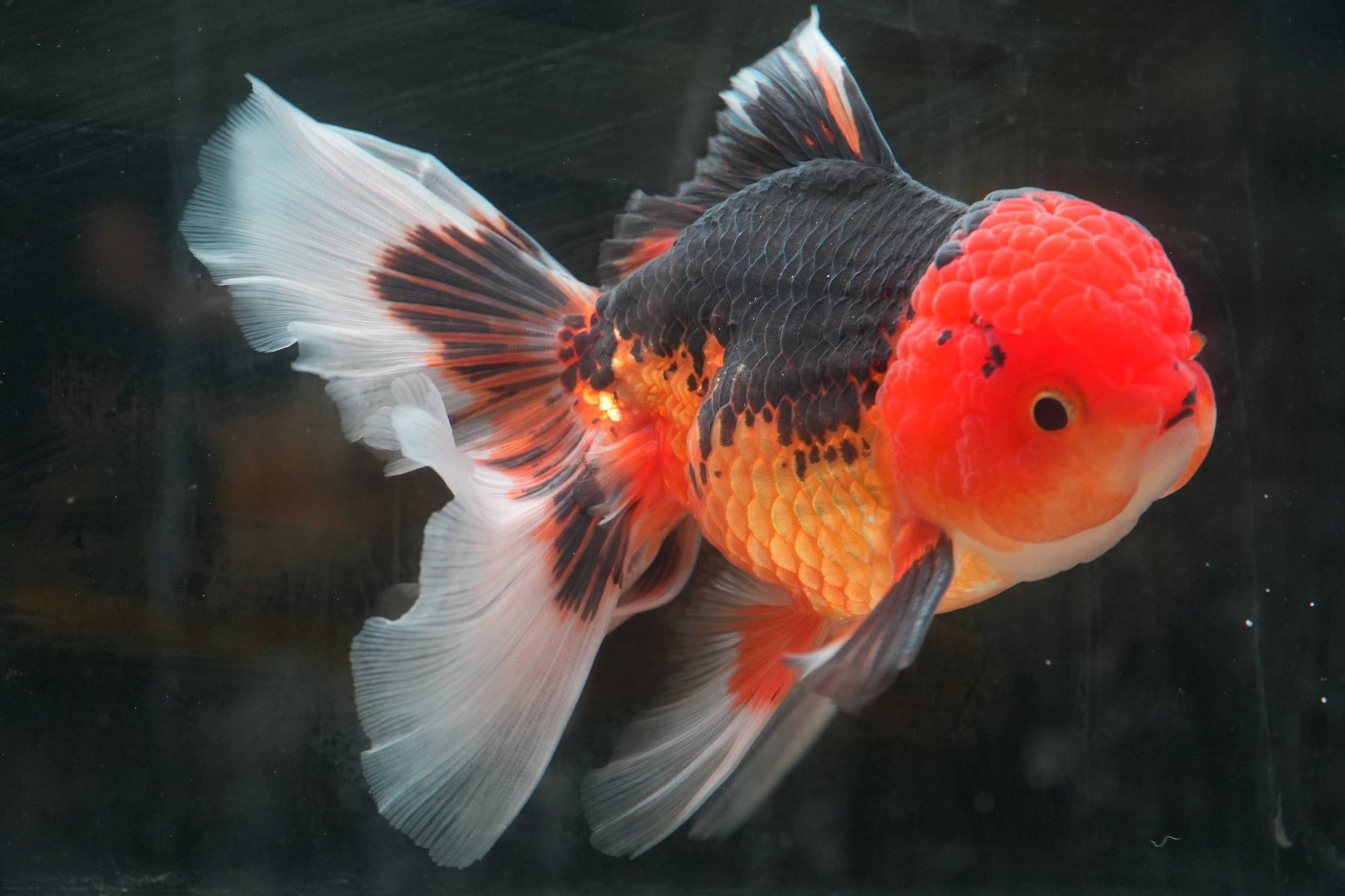 1946x1297 Tricolor ORANDA Male 5in