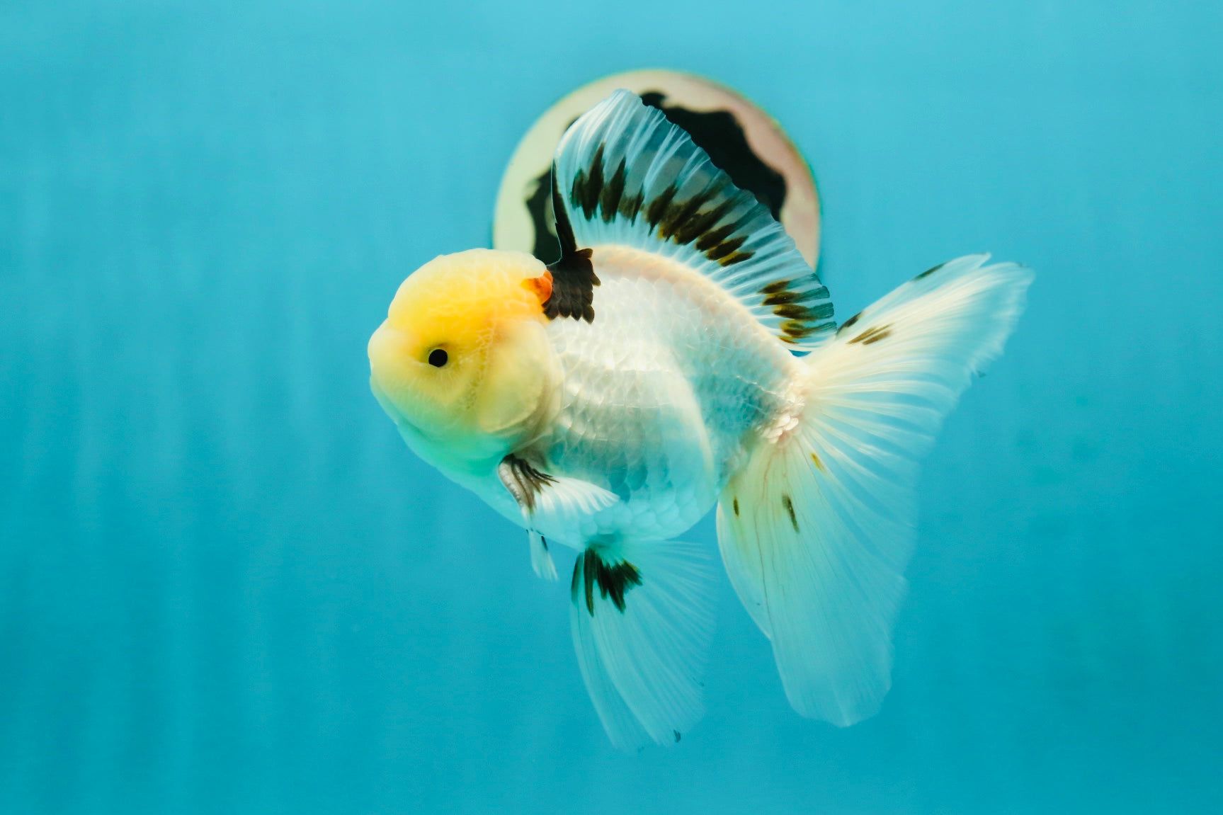 1727x1151 A Grade Lemonhead Tricolor Oranda Male 5 inches OR_26