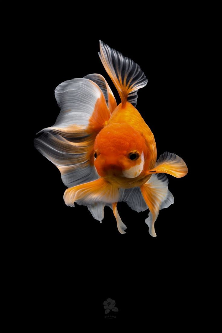 736x1104 Captivating Goldfish Photo