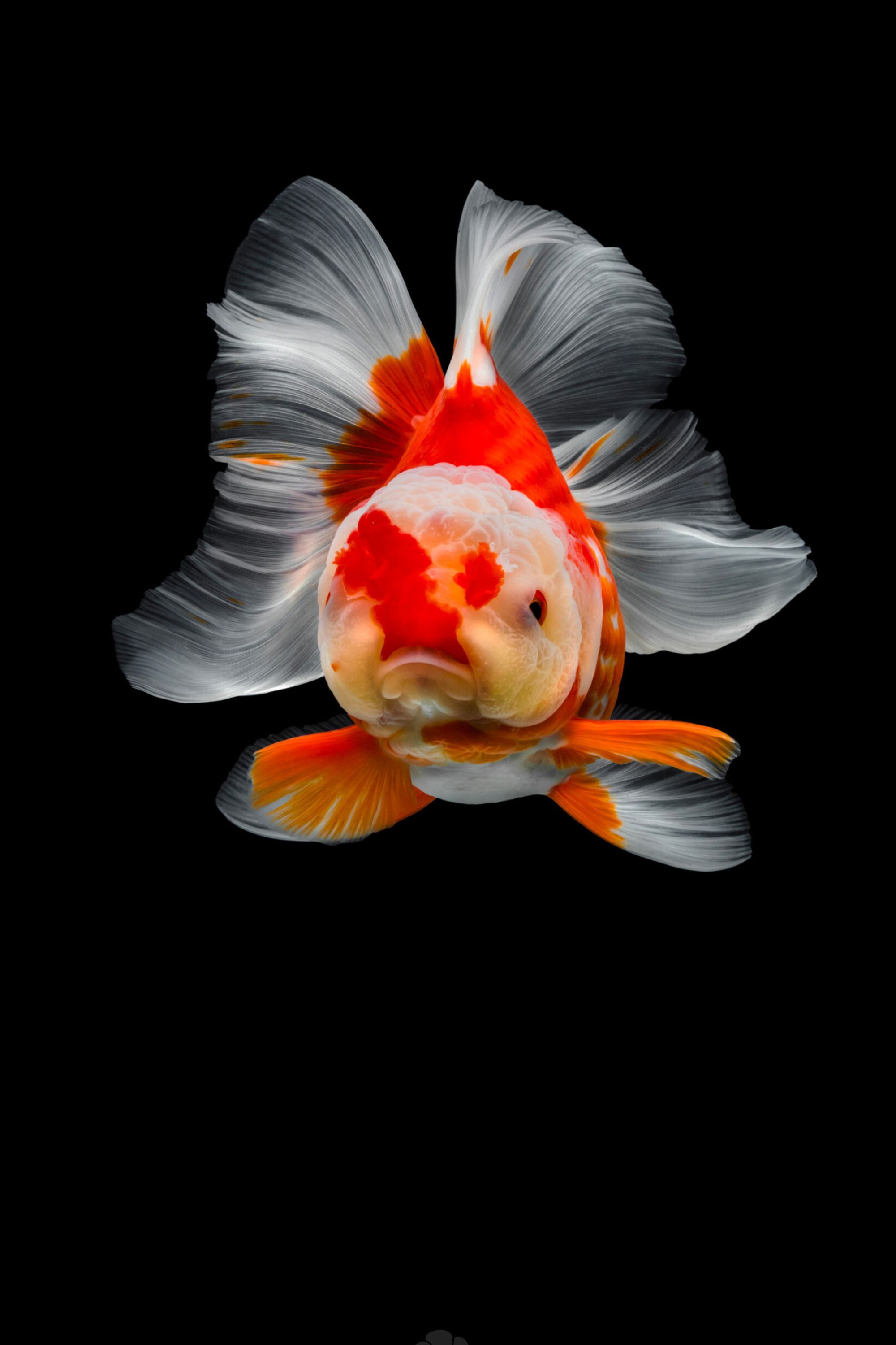 2000x3000 Gold Fish Wallpaper