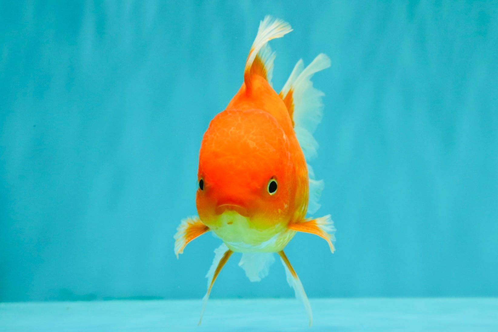 1643x1095 A Grade Red White Oranda Male 5.5 inches OR_06