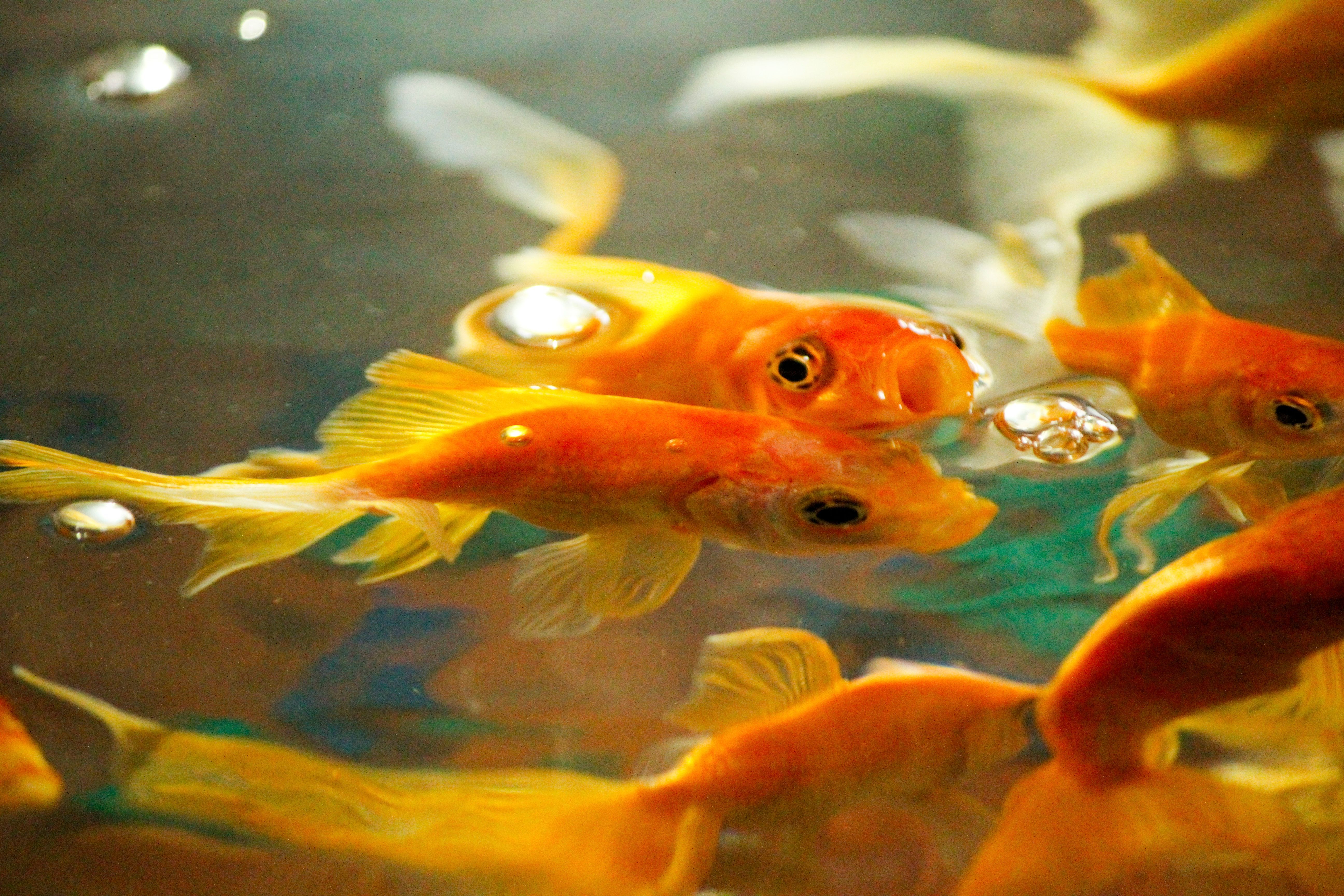 5184x3456 Goldfish Care Photo, Download The BEST Free Goldfish Care & HD Image