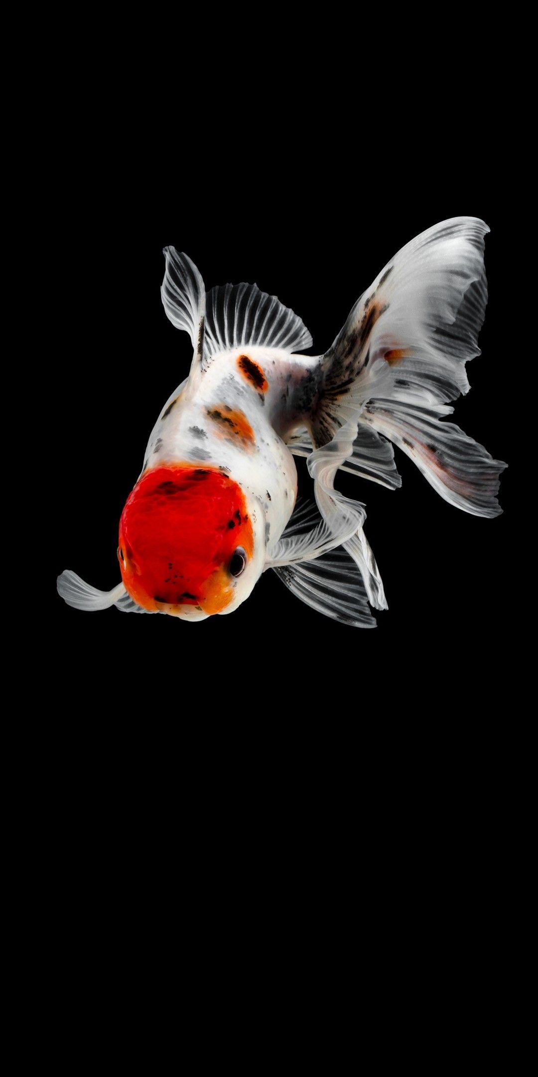 1080x2160 Oranda Wallpaper