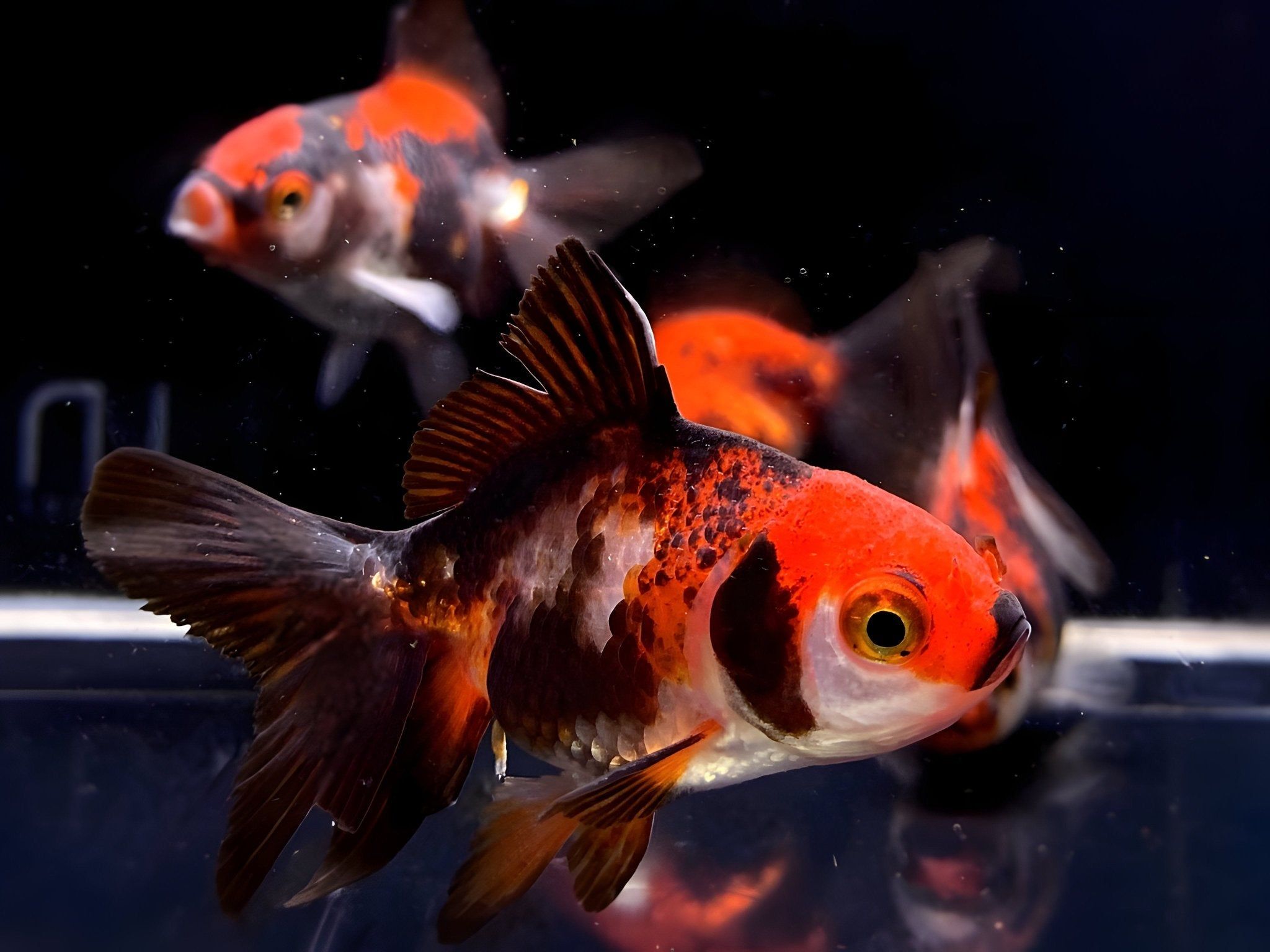 2048x1536 Tri Color Thailand Oranda Goldfish Fancy Goldfish