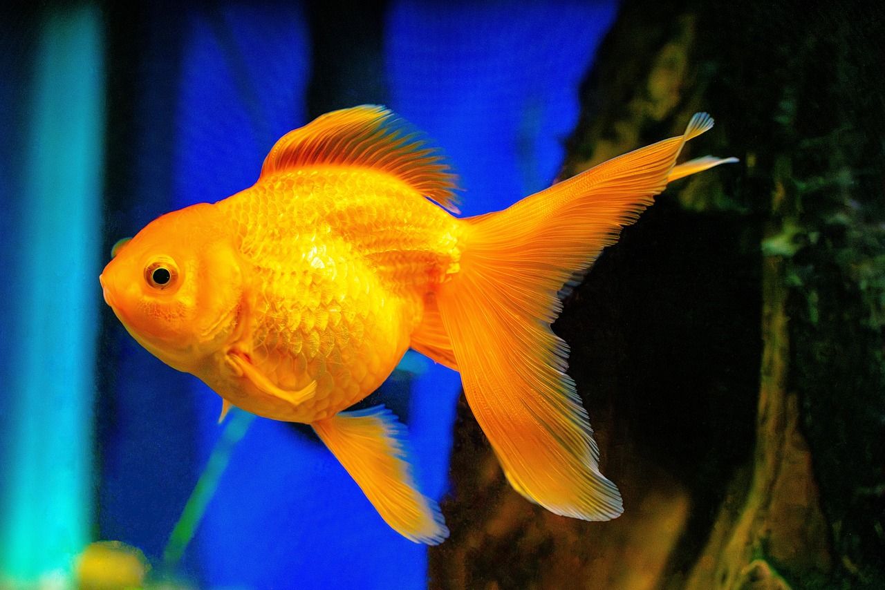 1280x854 Oranda Goldfish Fish