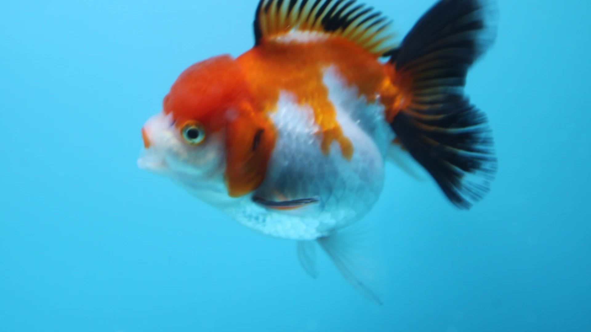 1920x1080 High Quality Thai Oranda Goldfish / Live Arrival Guarantee
