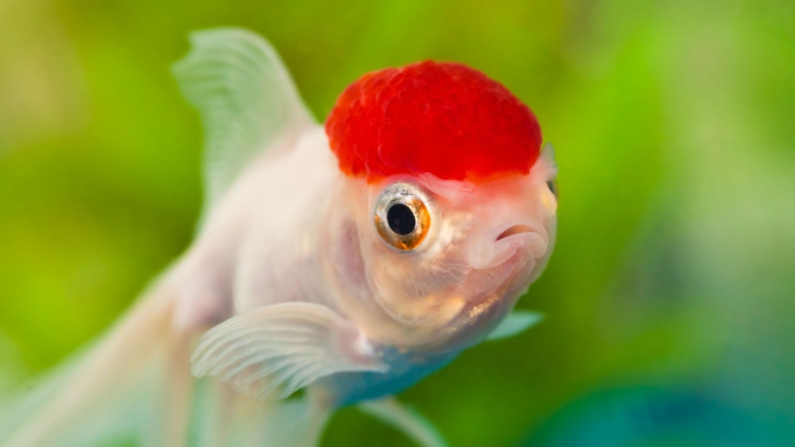 1600x900 Red Cap Oranda Goldfish 4K UHD Wallpaper for UltraHD Desktop and TV : Widescreen and UltraWide Display : Smartphone and Tablet Devices
