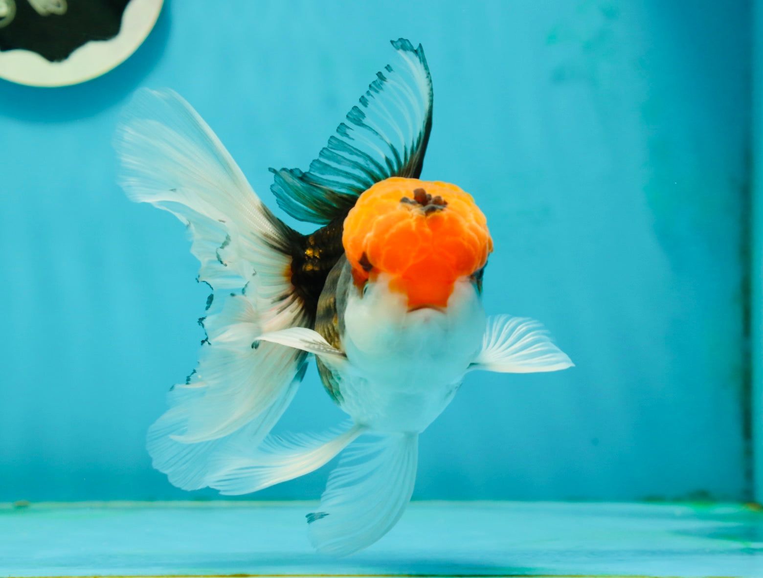 1560x1182 A Grade Red Head Tricolor Oranda Male 5.5 inches OR_10
