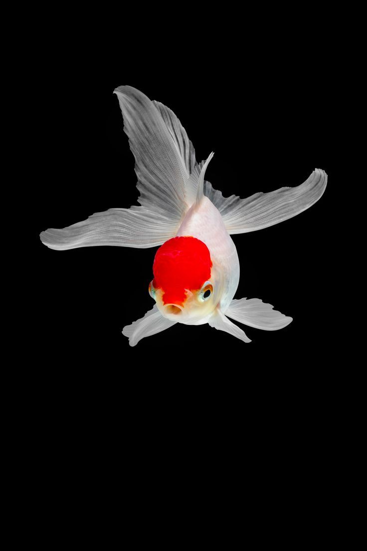 736x1104 Richly Hued Portraits of Elegant Chinese Goldfish