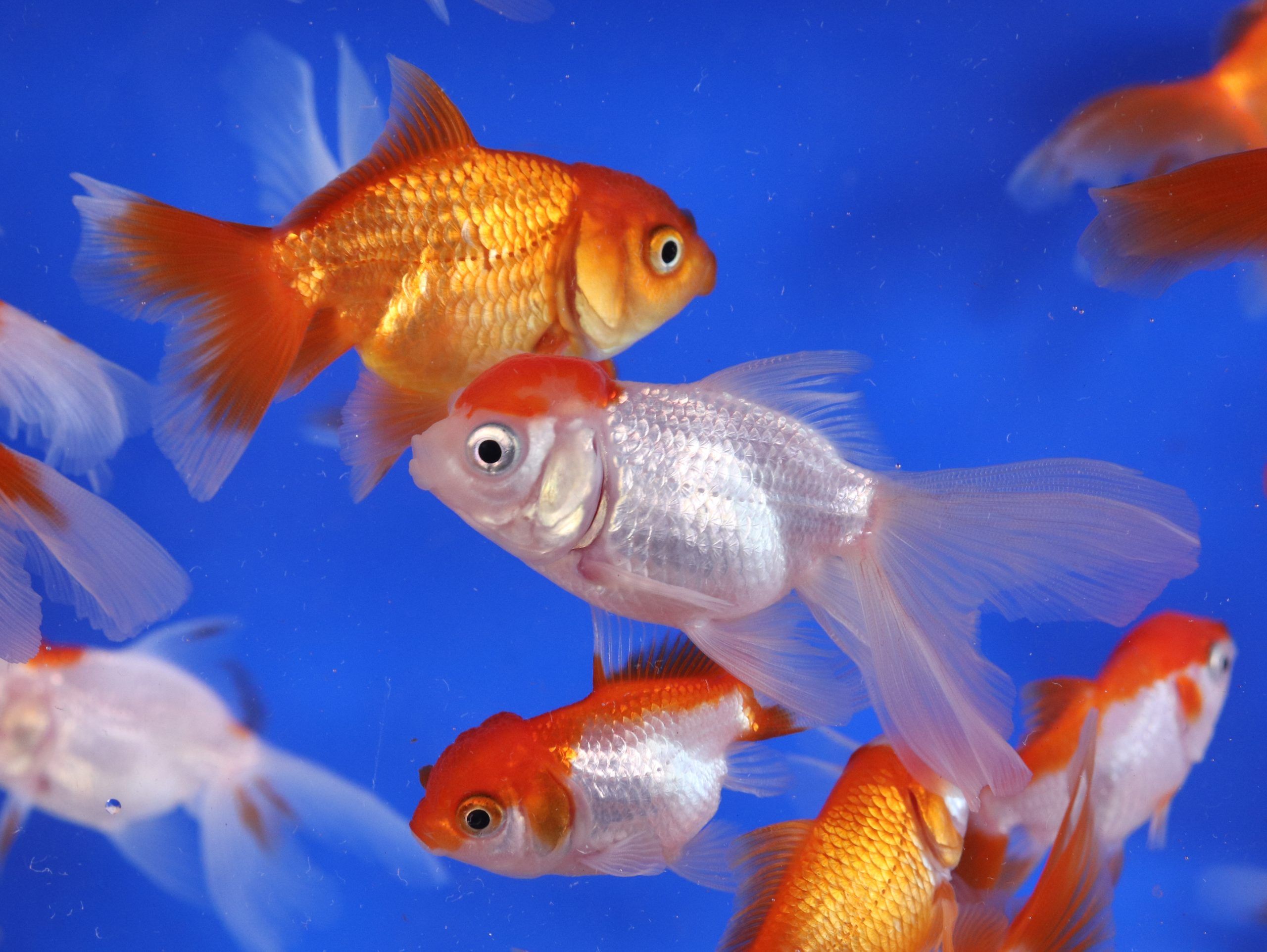 2560x1924 Calico Oranda Goldfish MD. Blue Ridge Koi & Goldfish